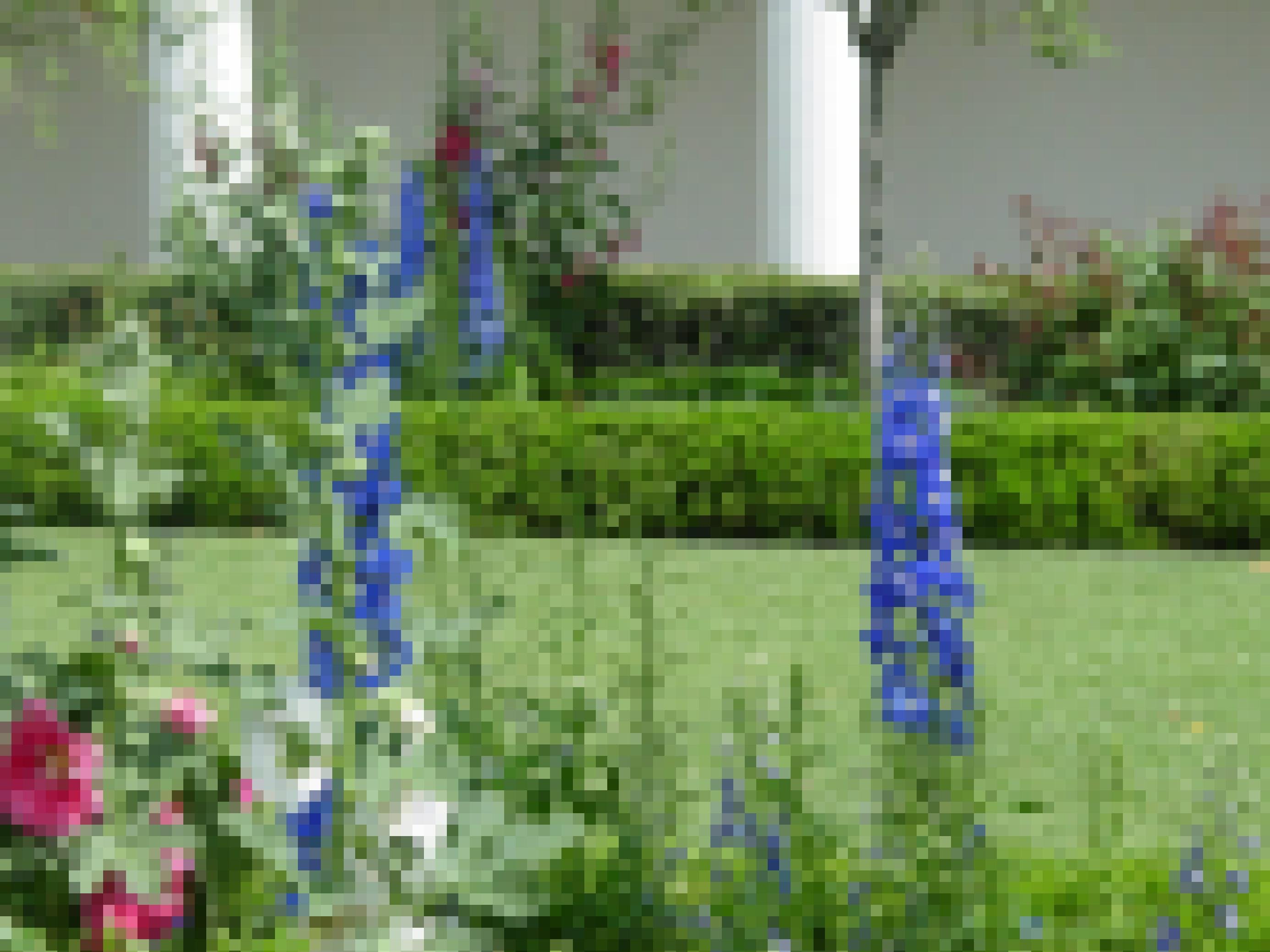 Blumen vor dem Weißen Haus