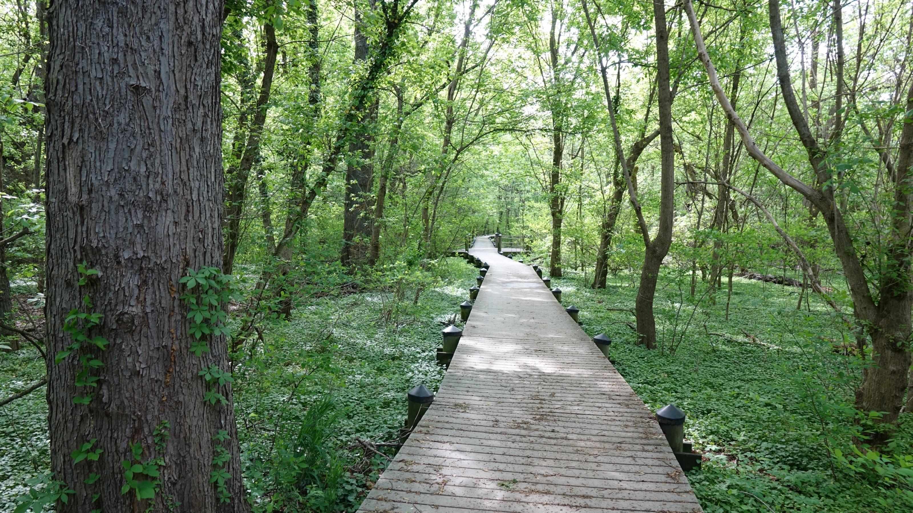 Ein Holzsteg führt durch dichte grüne Natur.