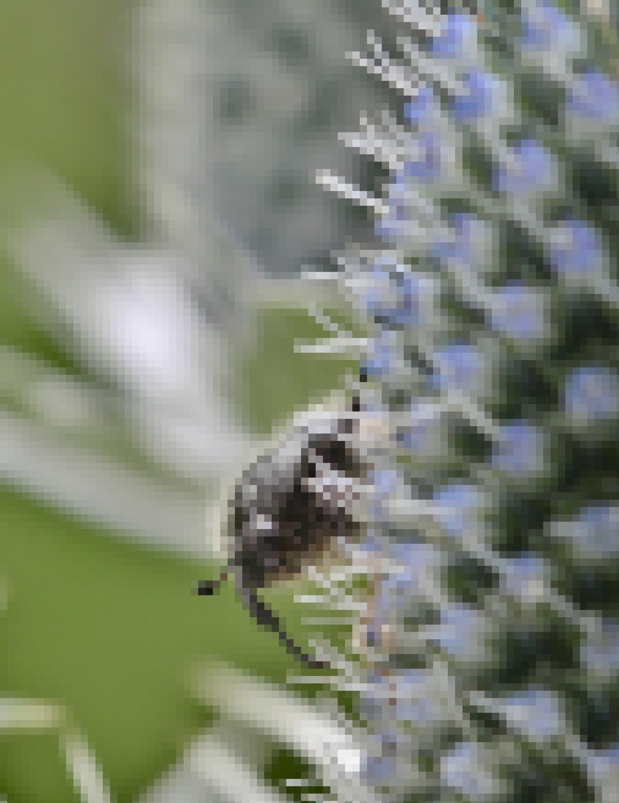 Ein hell behaarter schwarzer Käfer sitzt auf den kleinen violett-blauen Einzelblüten einer Edeldistel