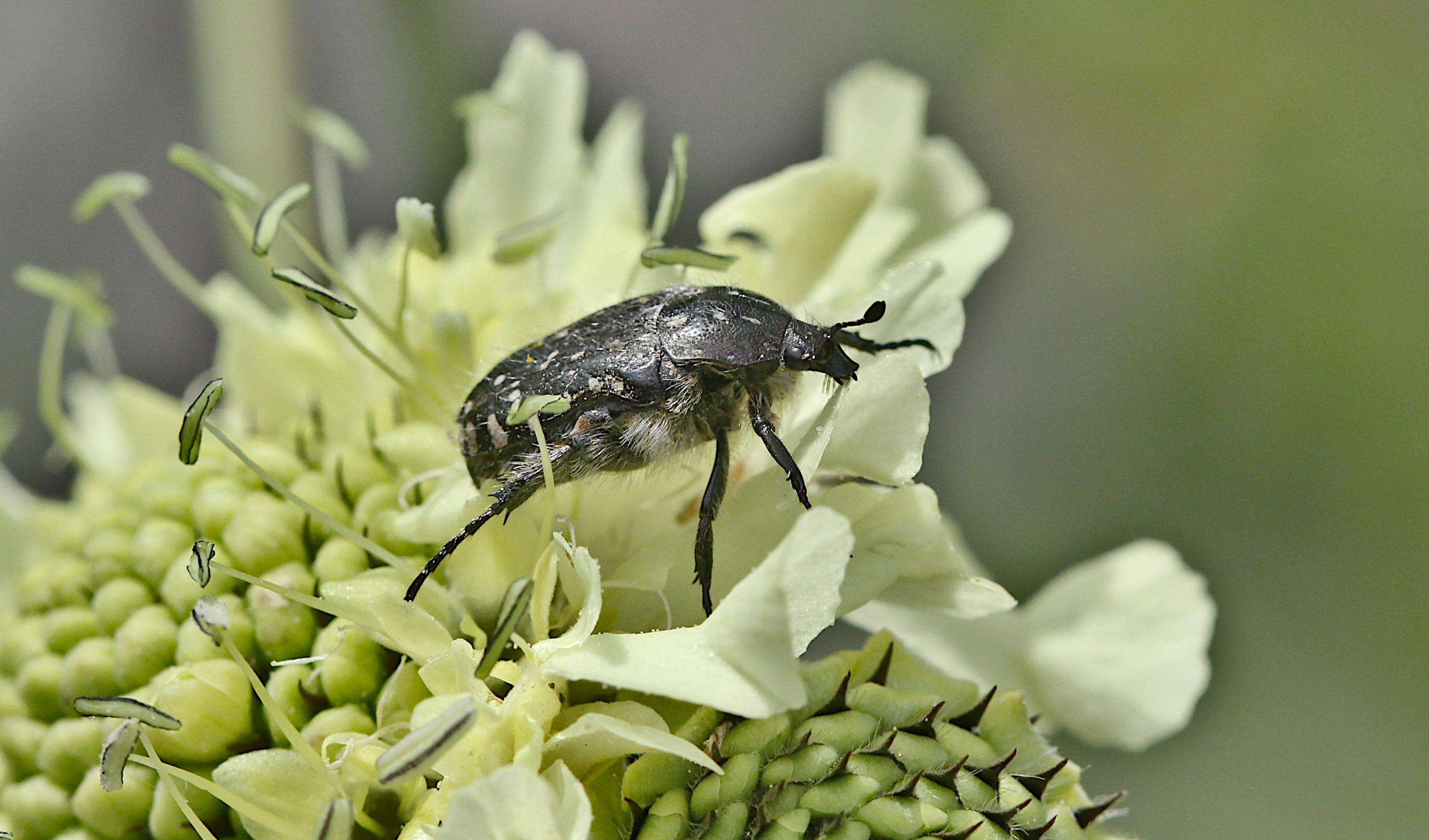 Ein schwarzer Käfer mit weißen Punkten und weißen Haaren sitzt auf einer creme-weißen Blüte