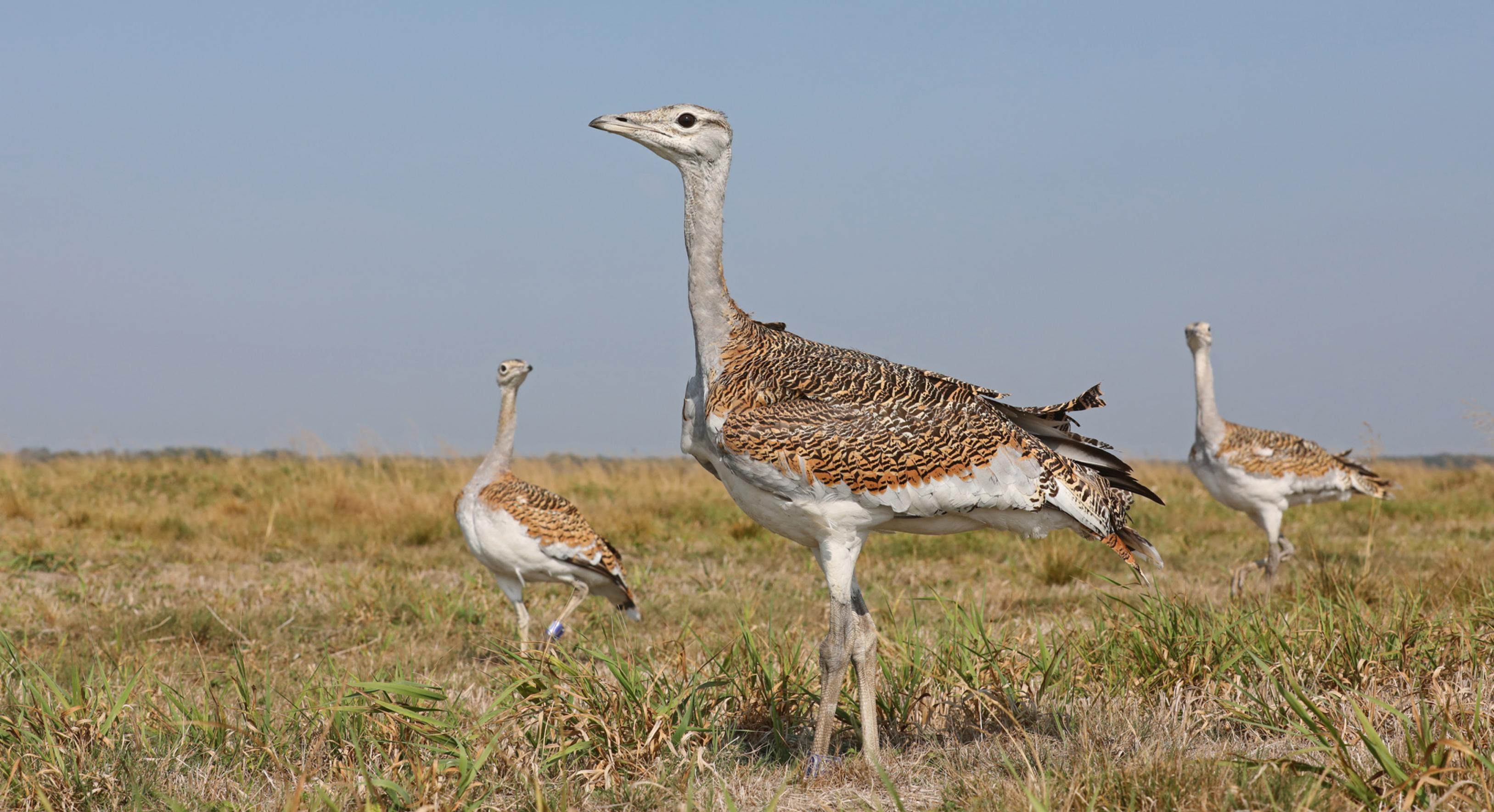 Eine Gruppe noch junger und gerade flügger Großtrappen auf einer Wiese, fotografiert aus der Nähe mit Weitwinkelobjektiv