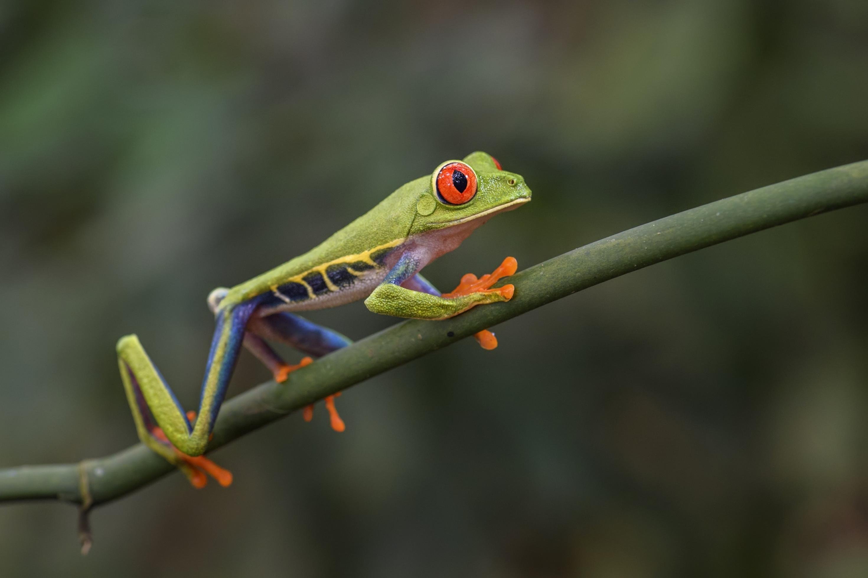 Ein kleiner, sehr schlanker grüner Frosch mit großen roten Augen und einem weiß-blauen Bauch klettert einen Ast entlang.
