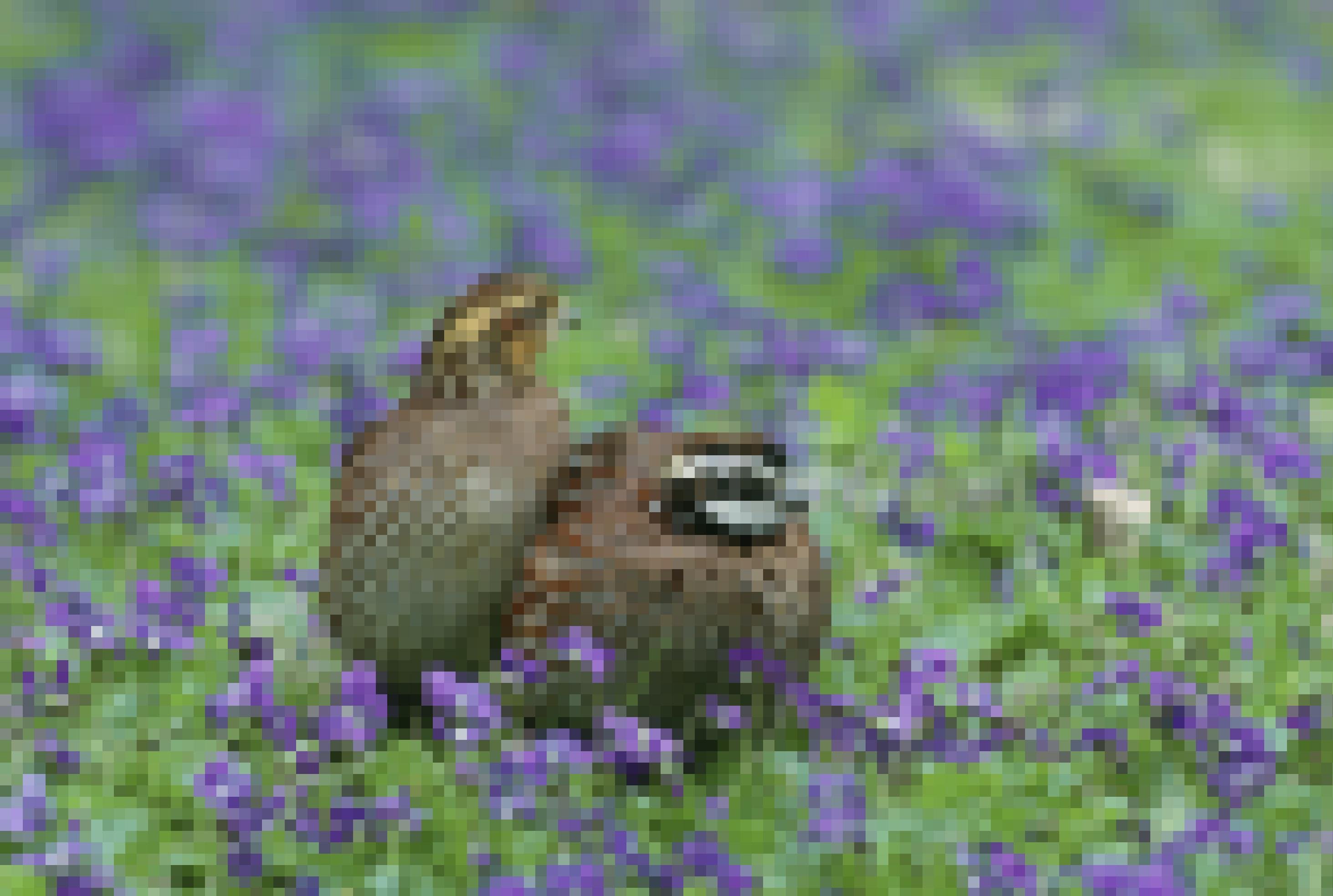 Männchen und Weibchen eines bräunlichen Hühnervogels in Blütenwiese.