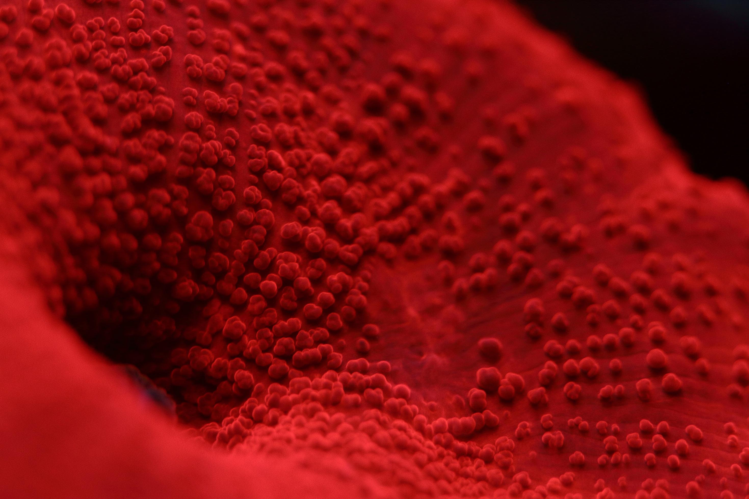 Detailaufnahme einer roten Koralle mit Mundöffnung.