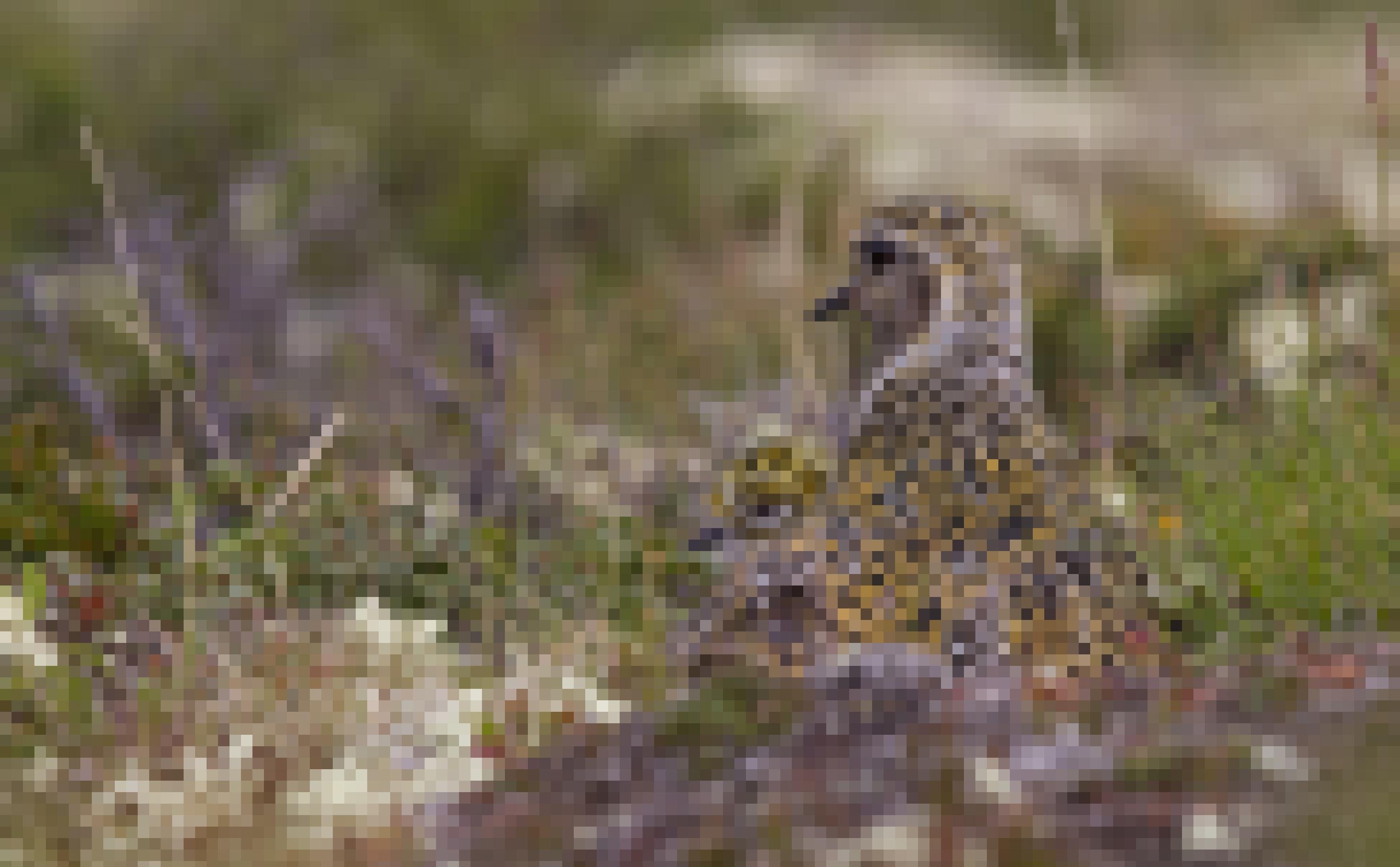 Ein Goldregenpfeifer-Weibchen mit einem Küken am Nest in der Tundra
