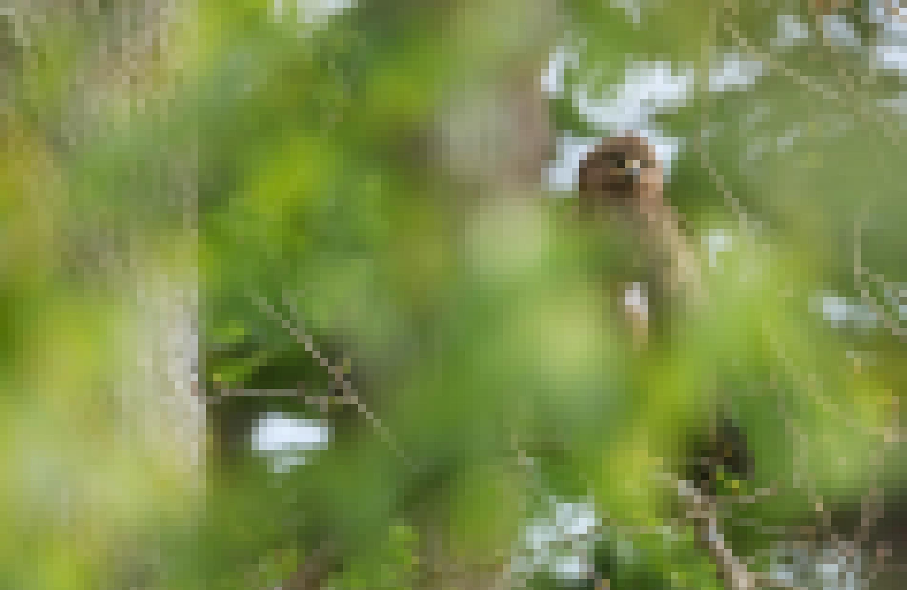 Ein Schreiadler sitzt halb verdeckt durch frisches grünes Laub in einer Eiche
