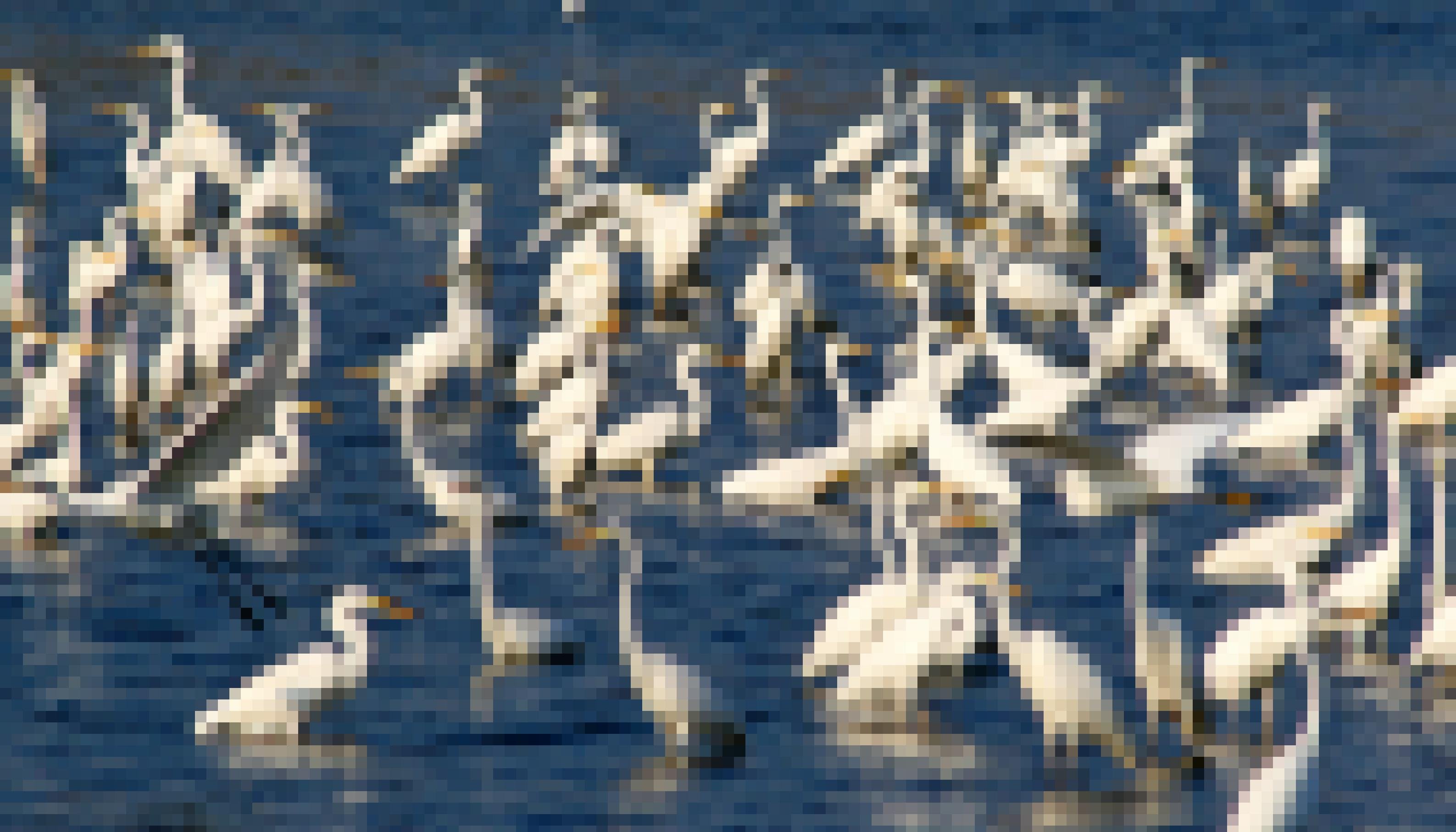 Eine Gruppe aus rund einem Dutzend Silberreihern stehen im flachen Wasser eines Teichs.