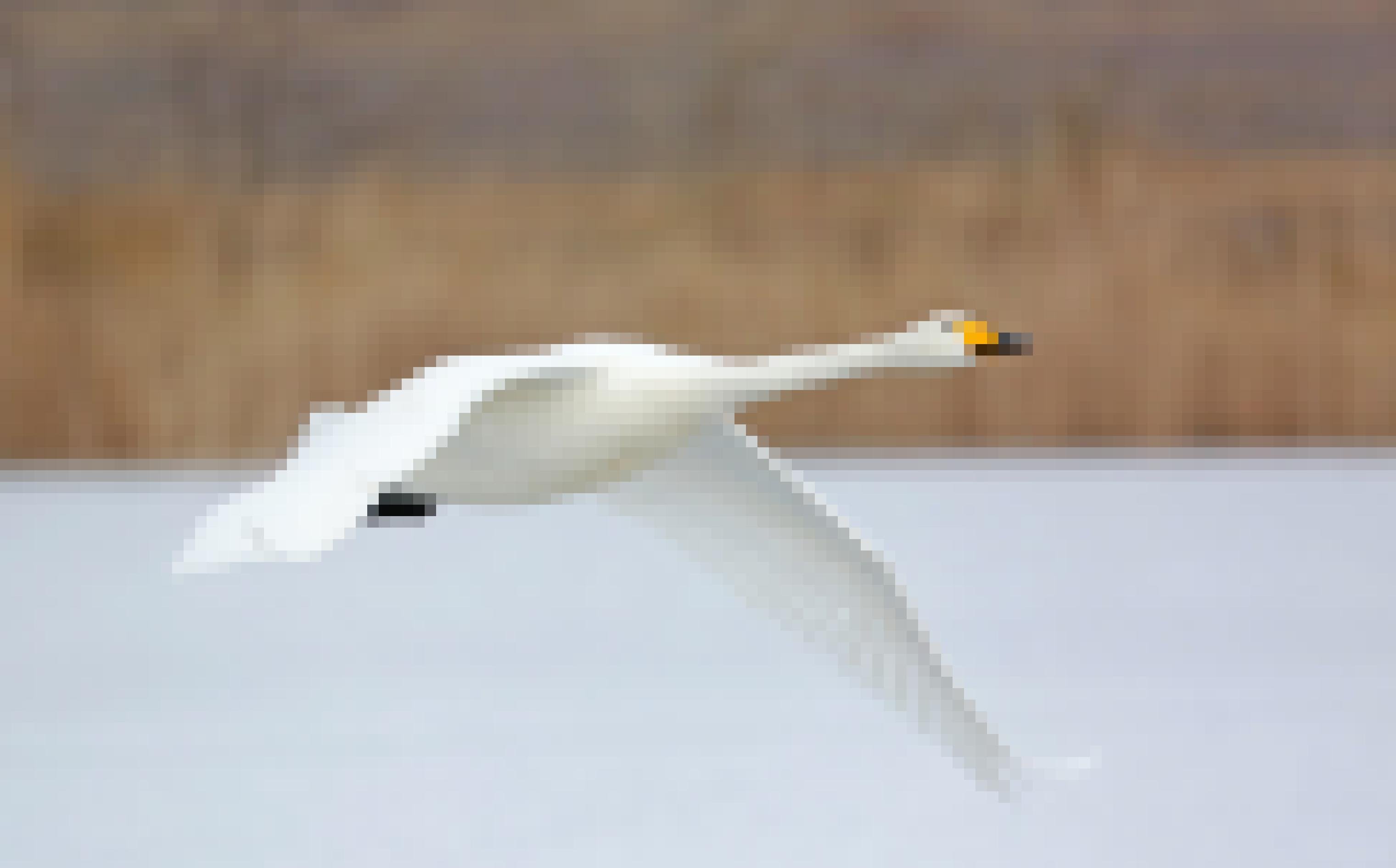 Ein Singschwan fliegt über einen zugefrorenen See, im Hintergrund ein Schilfgürtel.