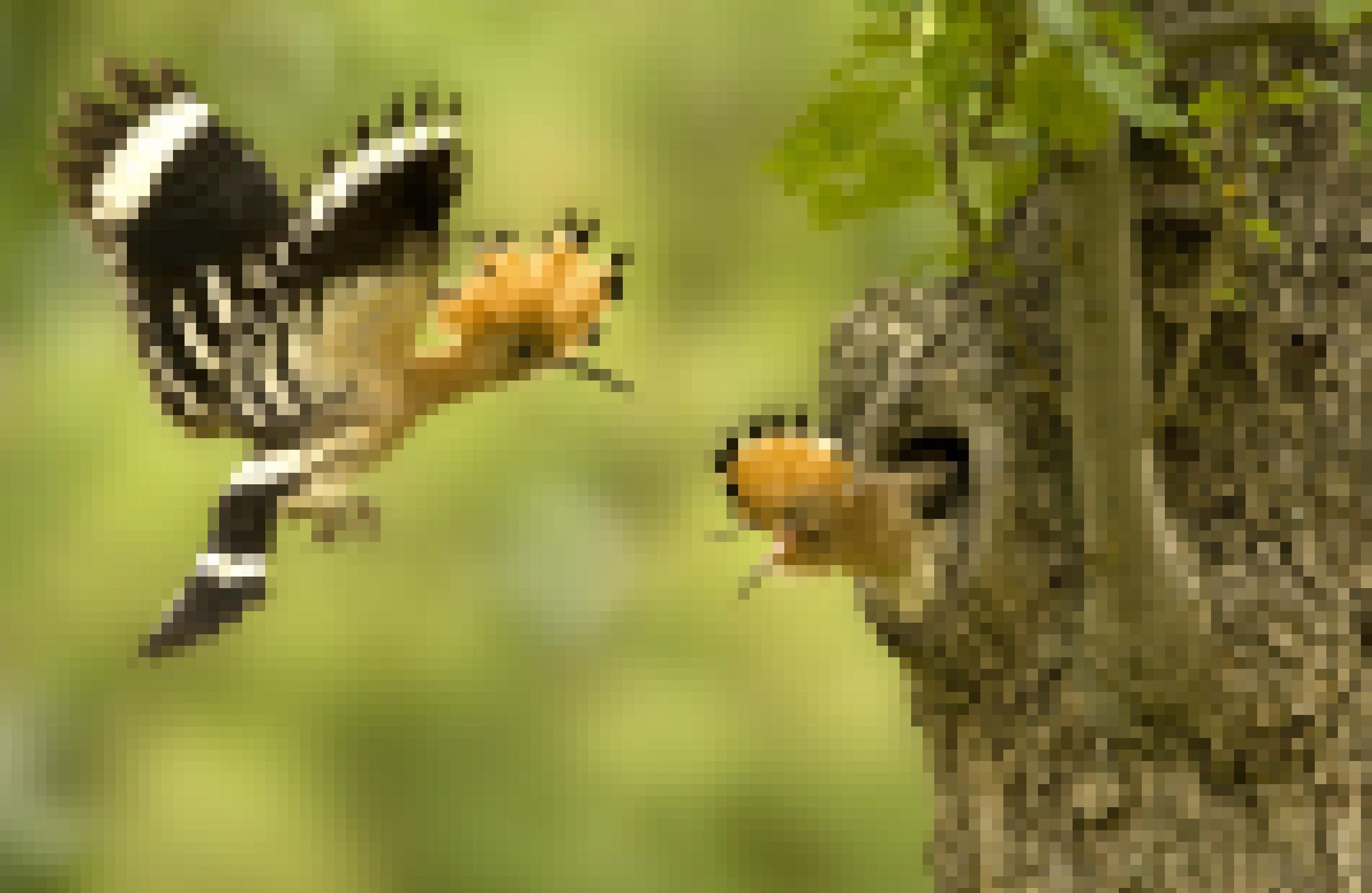 Ein Wiedehopf kommt mit einer Grille im Schnabel zu seiner Höhle in einem Apfelbaum, aus der ein fast flügger Jungvogel mit aufgerichteter Haube schaut.