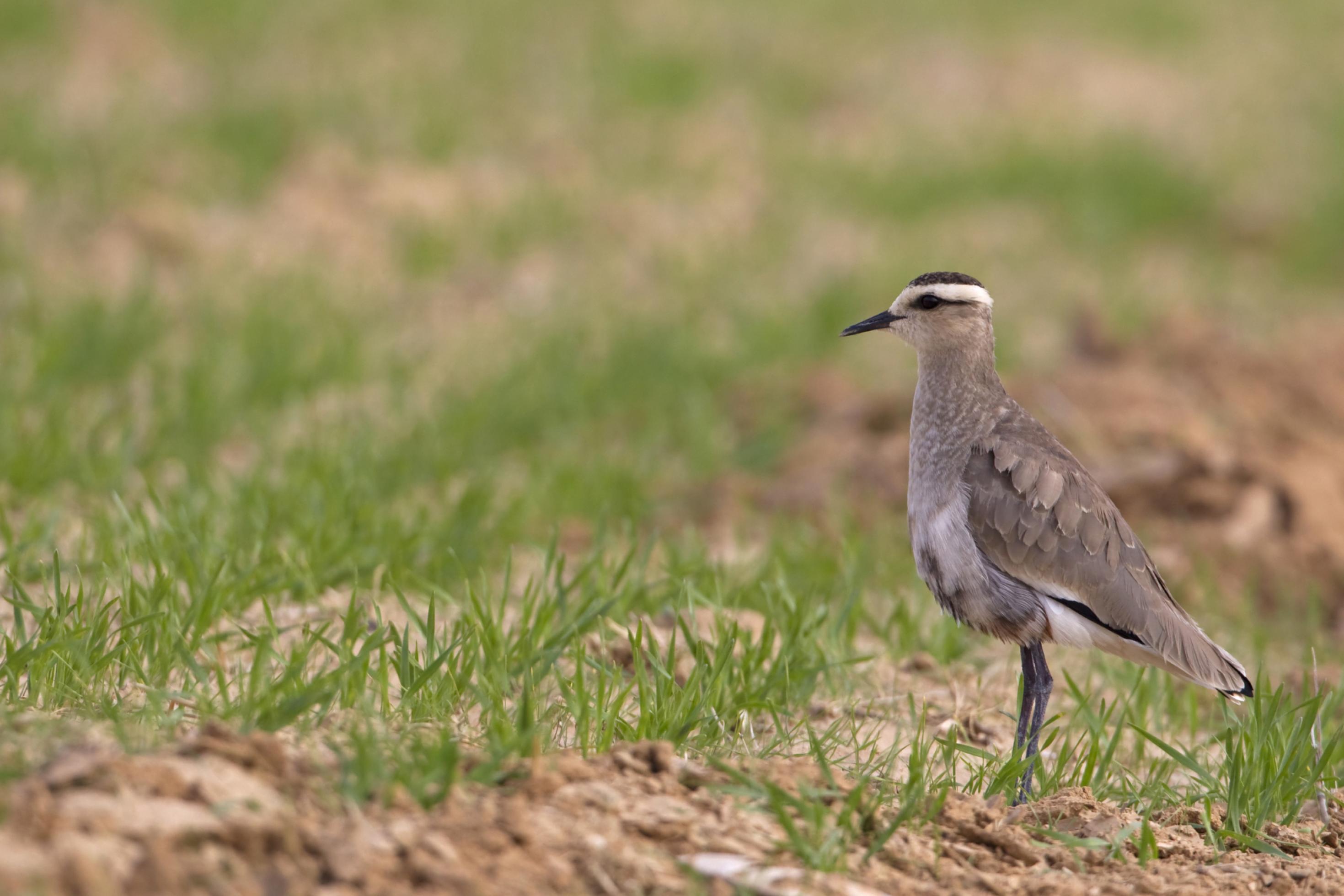 Ein Steppenkiebitz in Nahaufnahme auf einem Feld.