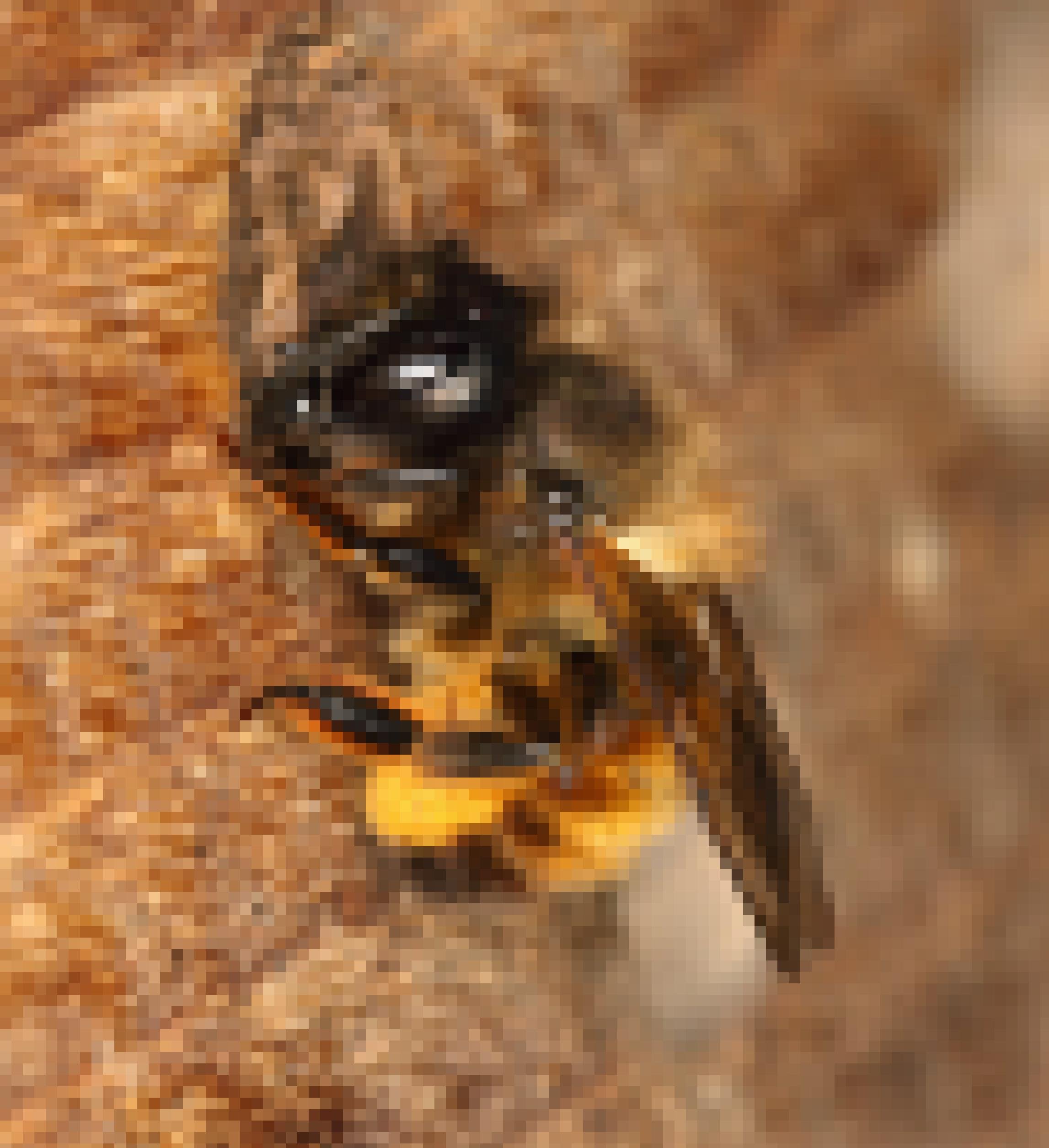 Eine Mauerbiene sitzt vor einem Holzröhrchen, das mit Mörtel verschlossen ist.