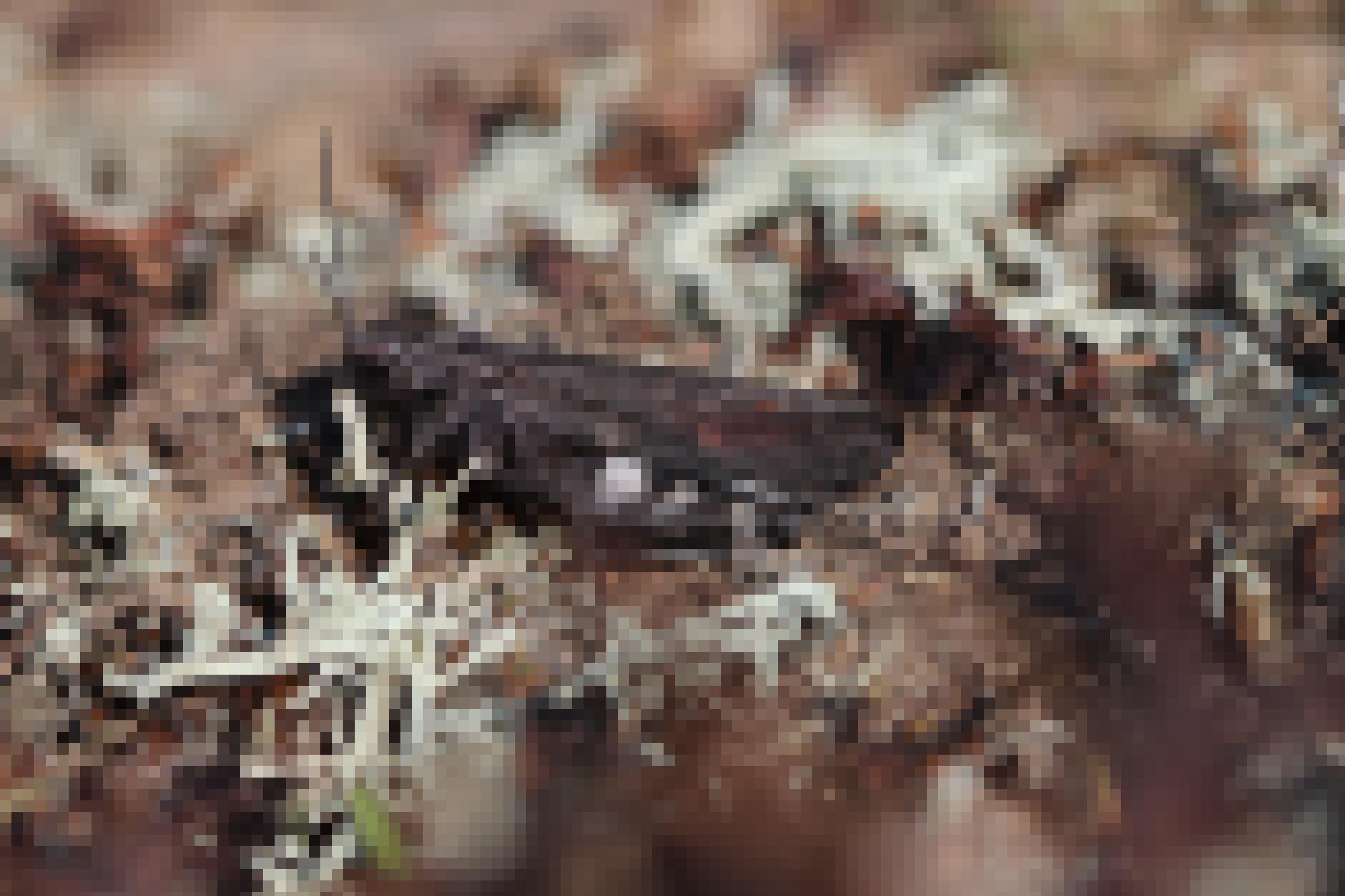 Eine rotflügelige Schnarrschrecke sitzt auf weichem Erdboden.
