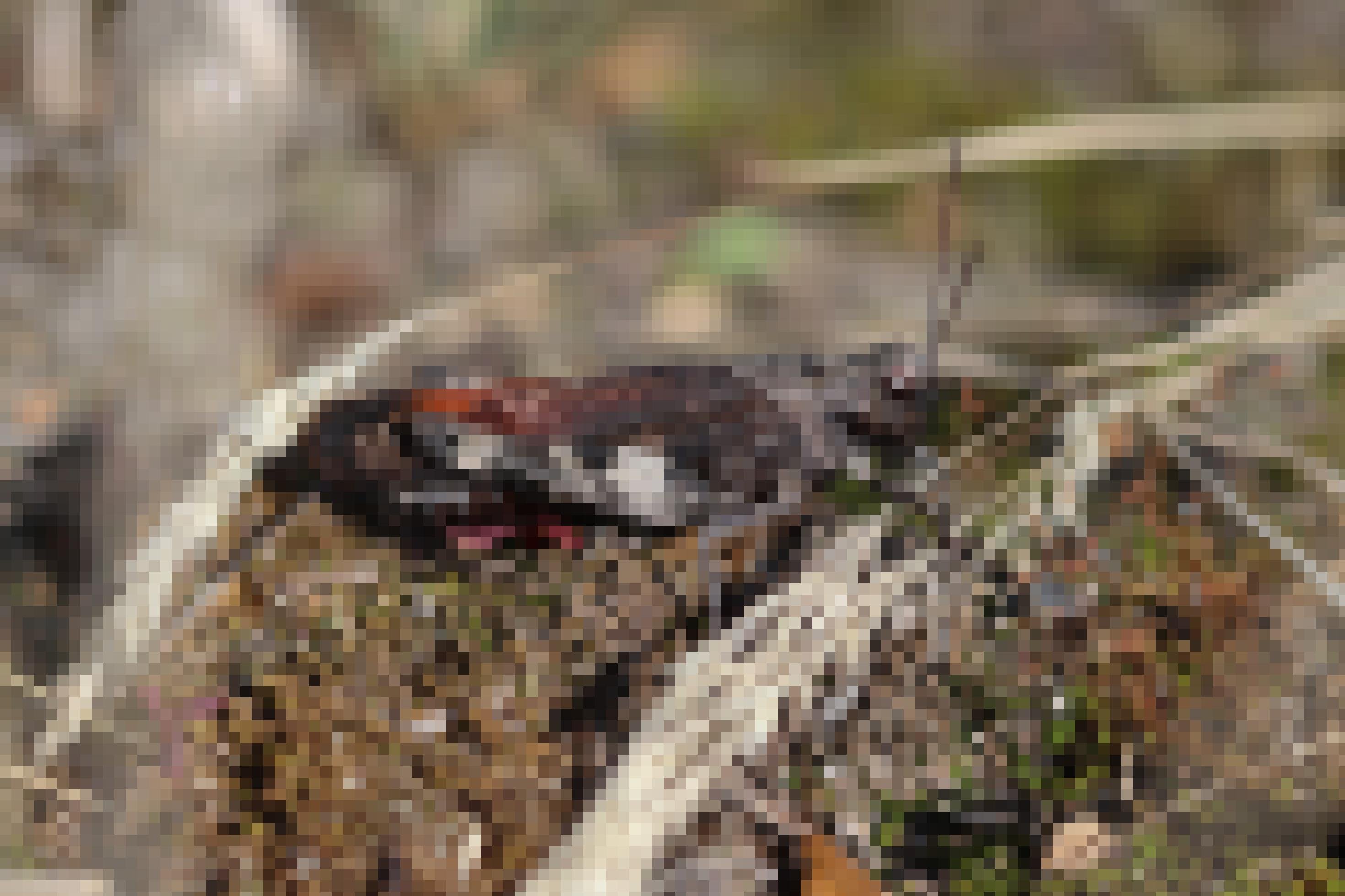 Eine rotflügelige Schnarrschrecke sitzt zwischen zwei Grashalmen.