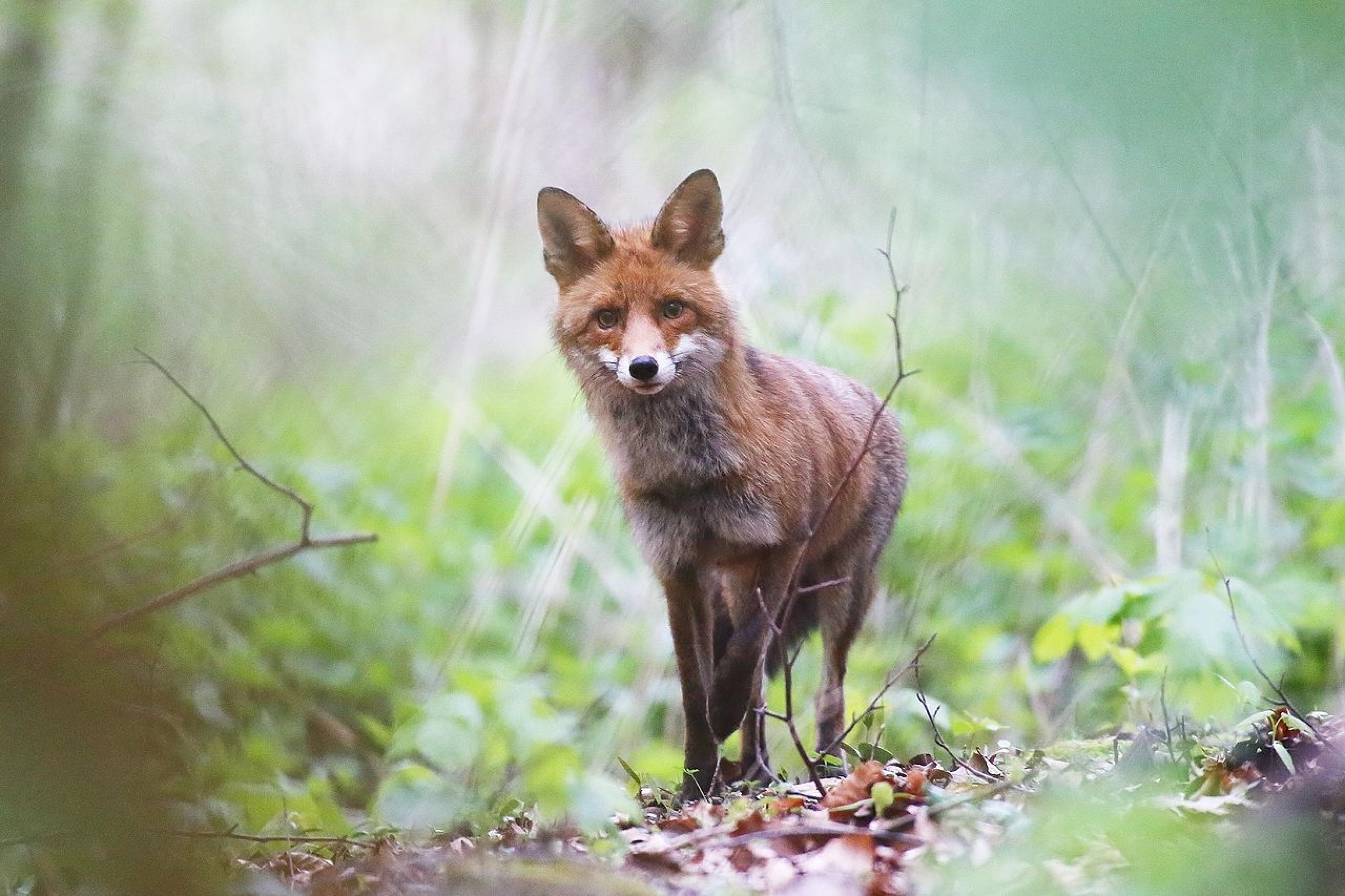 Ein Rotfuchs auf der Pirsch schaut neugierig den Fotografen an