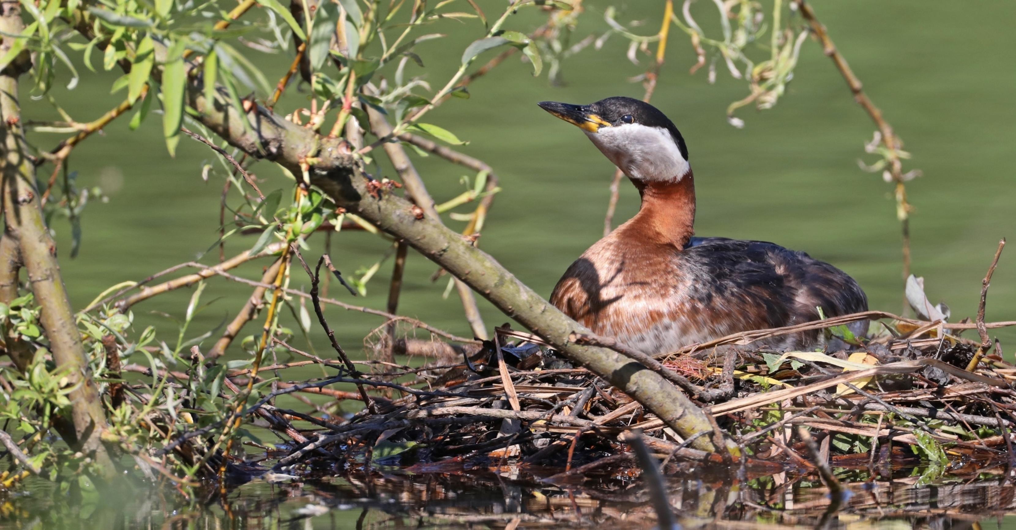 Ein Rothalstaucher sitzt auf seinem schwimmenden Nest.