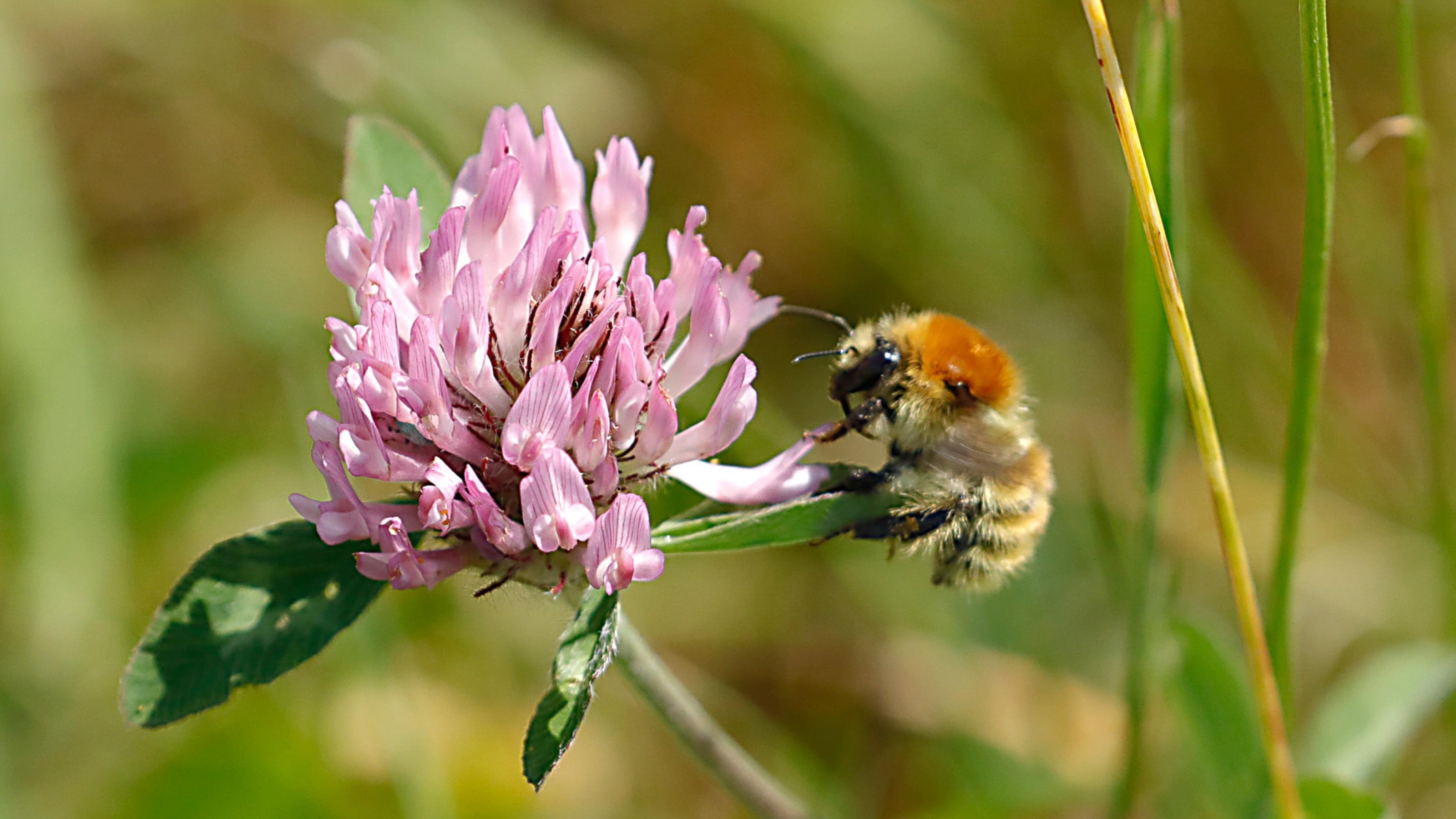 Eine Hummel landet auf einer Kleeblüte.