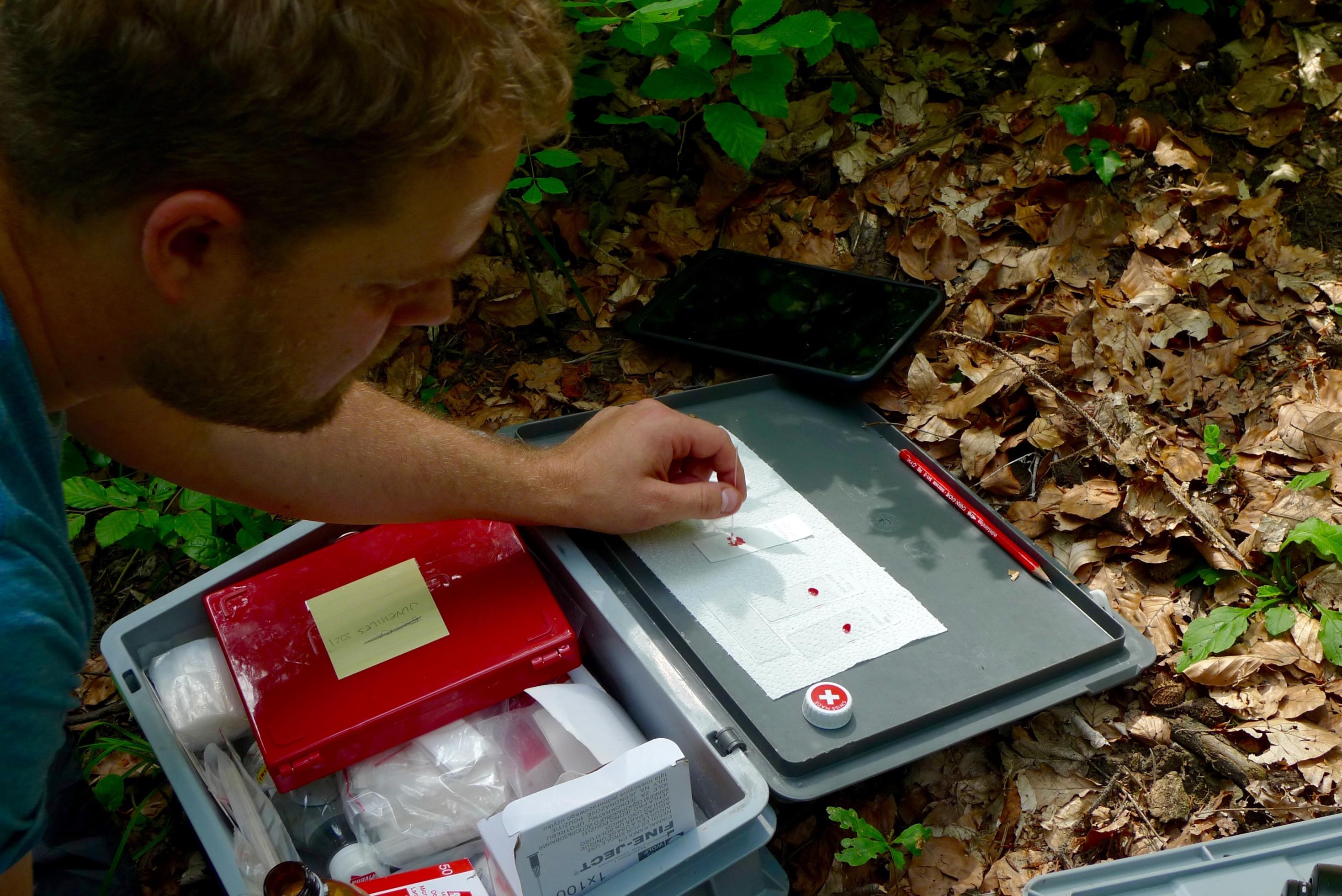 Patrick Scherler trägt ein paar Blutstropfen auf Filterpapier auf.