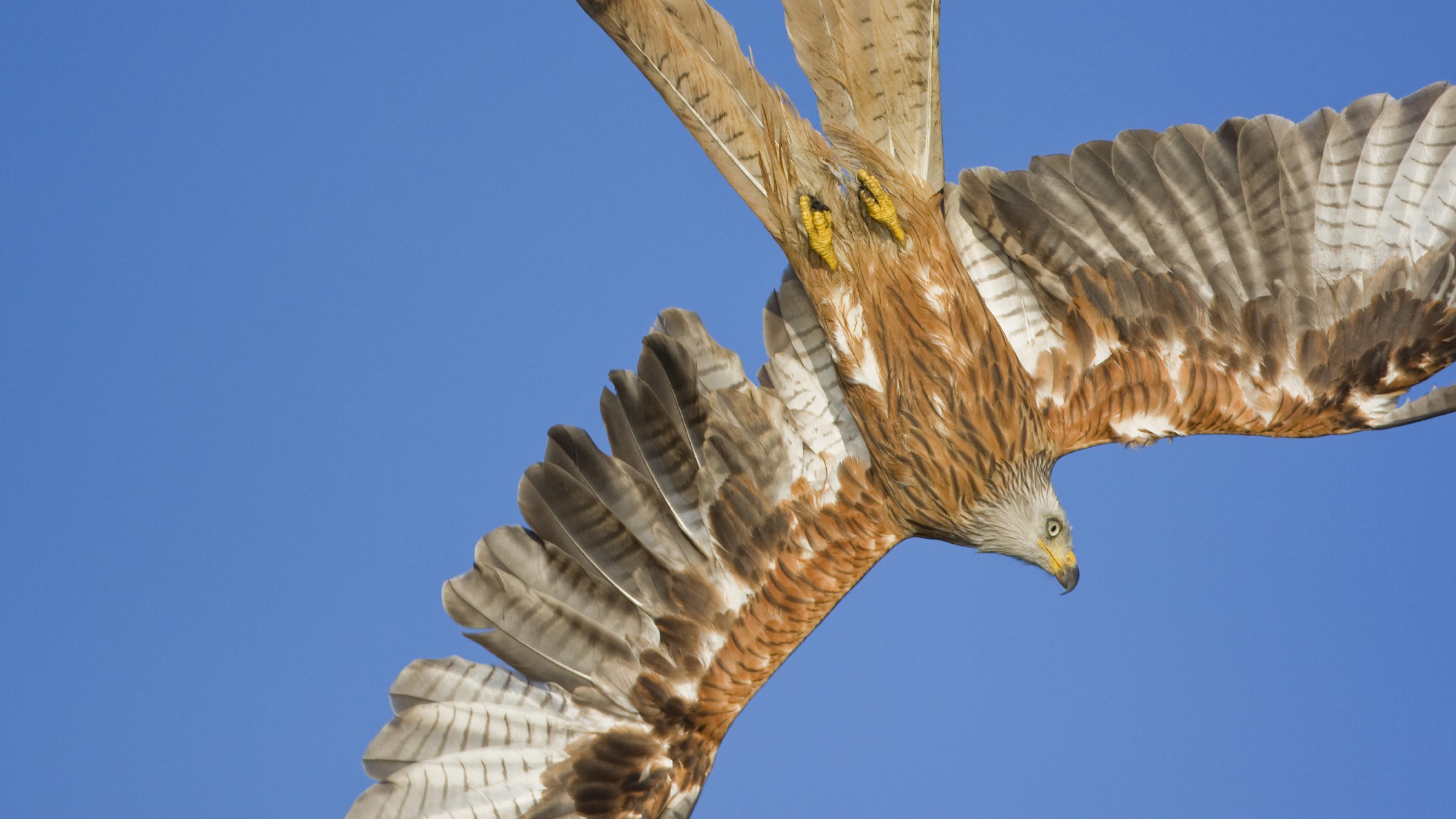 Ein Rotmilan vor dem blauen Himmel.
