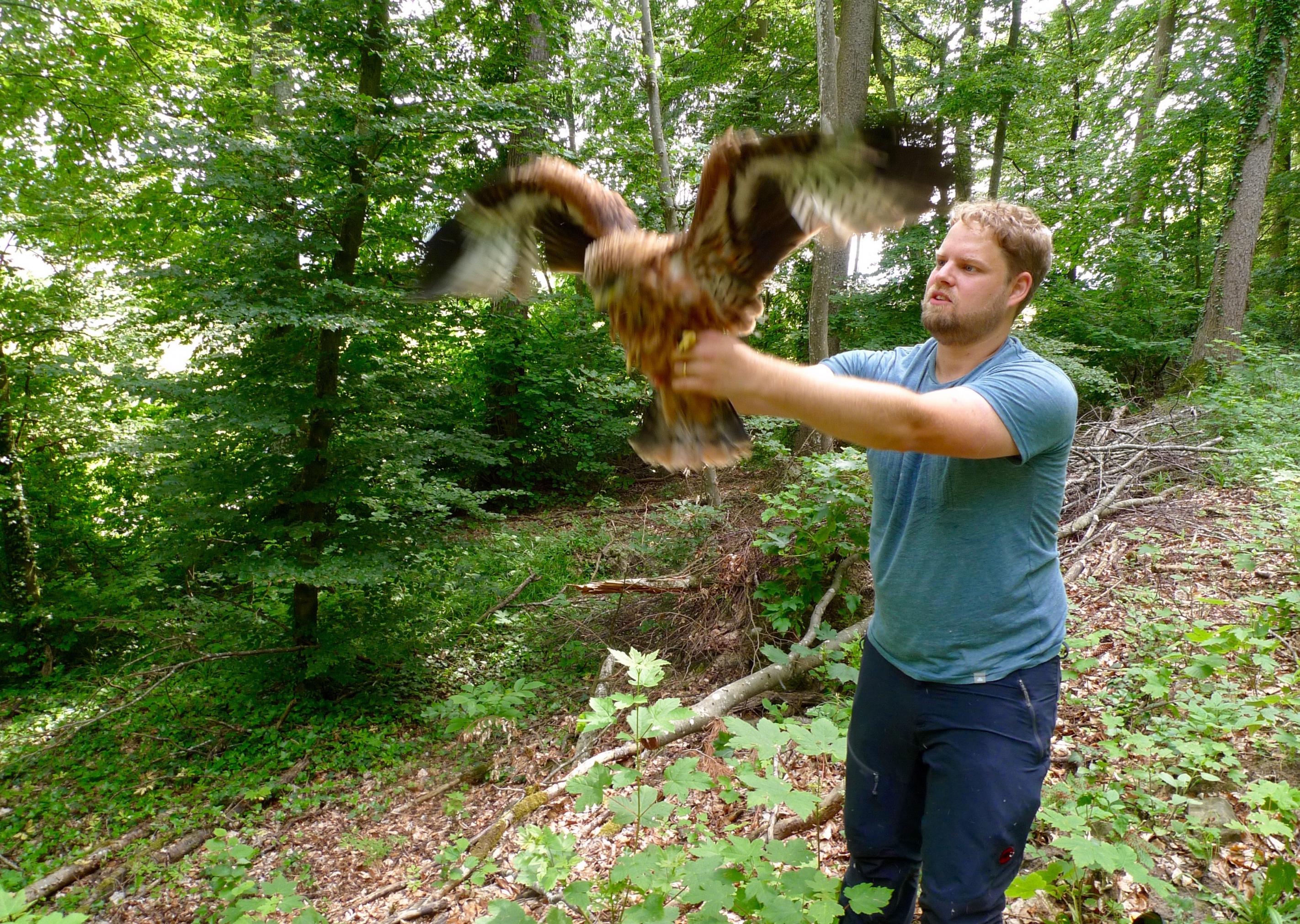 Patrick Scherler hält den Rotmilan an den Beinen, um zu prüfen, ob der Rotmilan unverletzt ist.