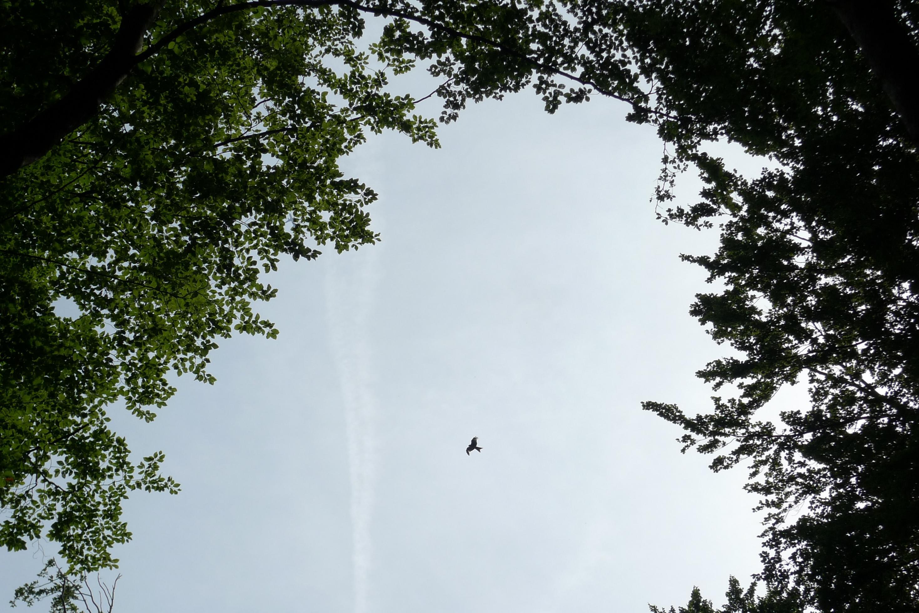 In einer Lichtung kreist ein Rotmilan vor dem weisslich-blauen Himmel.