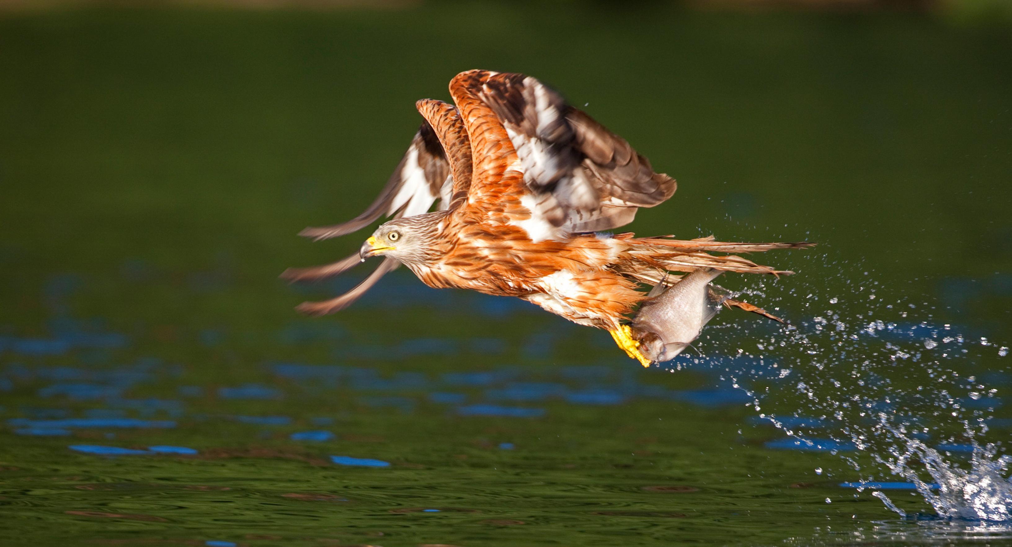 Ein Rotmilan fliegt mit einem erbeuteten Fisch in den Krallen dicht über die Wasseroberfläche eines Sees.