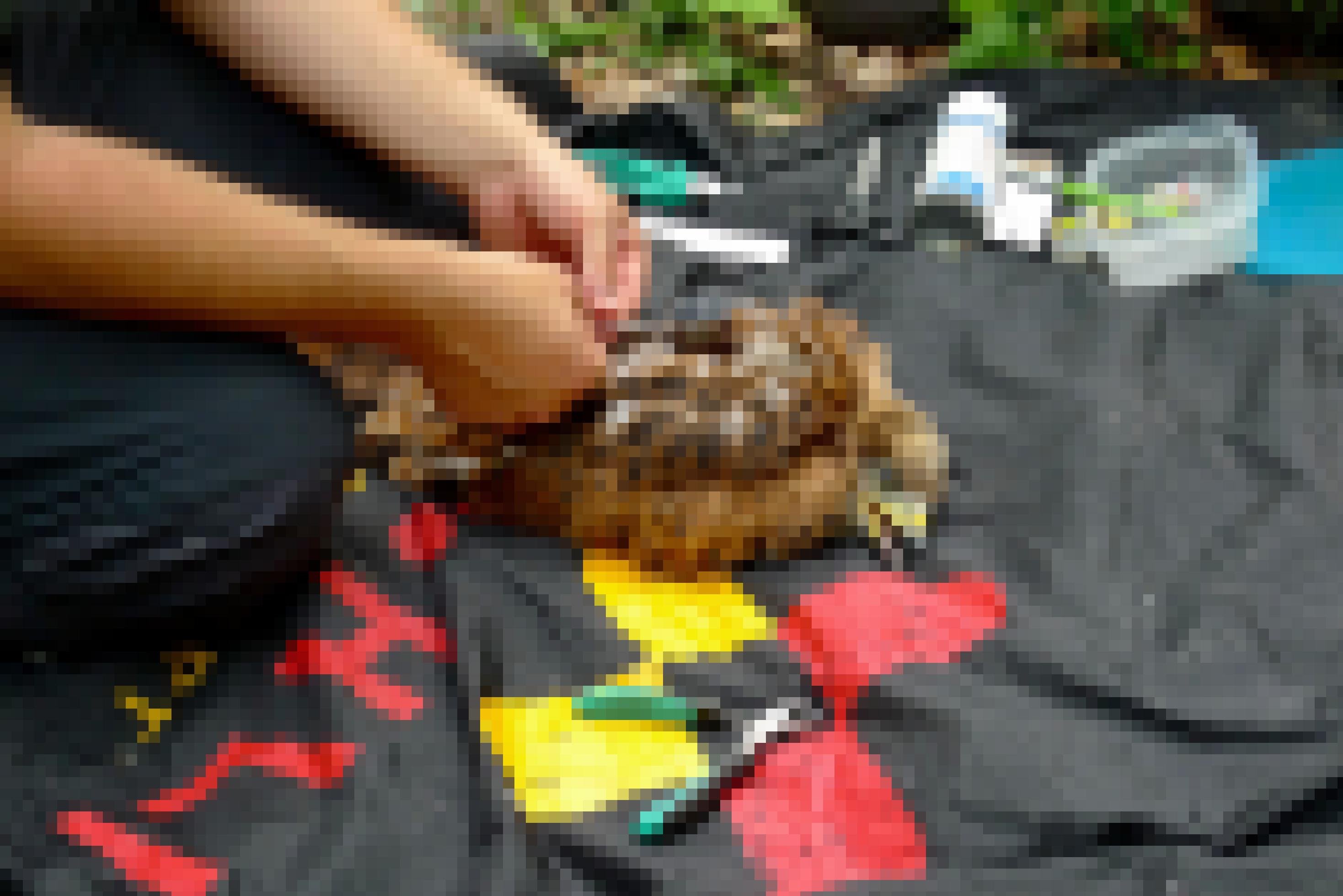 Der Ornithologie Patrick Scherler befestigt den GPS-Sender auf dem Rücken des Rotmilans, der sich tot stellt.