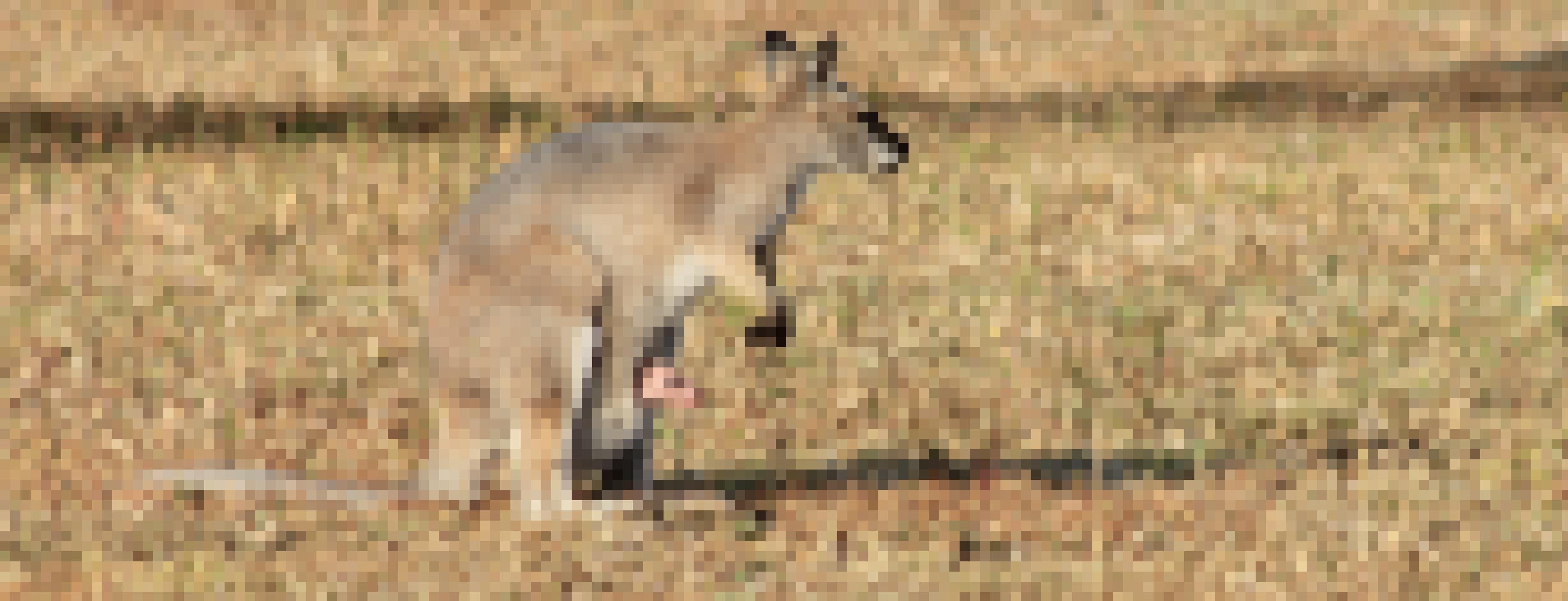 Ein Rotnackenwallaby-Weibchen auf einer Wiese im Osten Australiens. Das Jungtier ist noch winzig, ohne Fell und steckt seinen Kopf aus dem Beutel der Mutter.