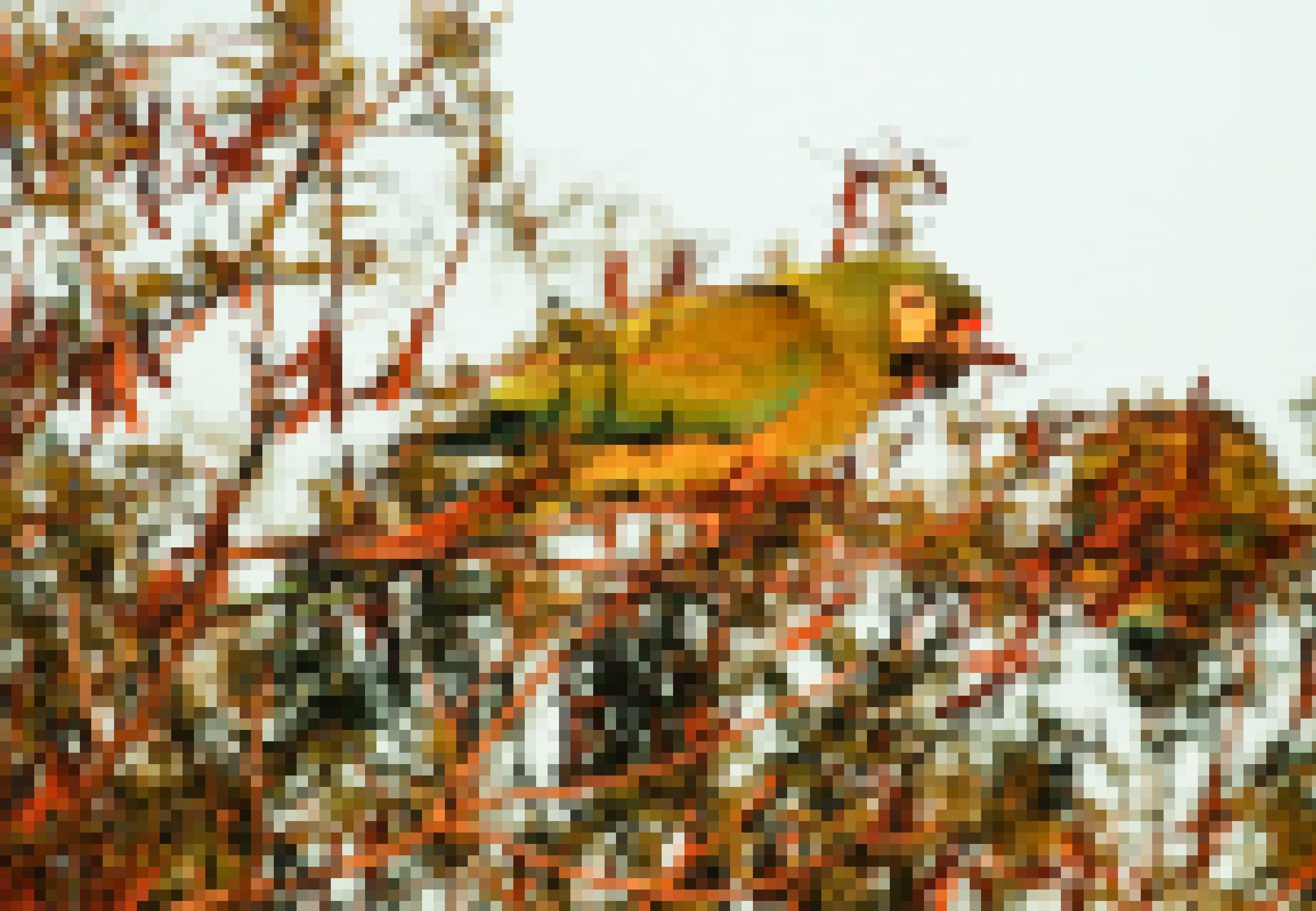 Bild zeigt einen Rotrückenara auf einem Baum in der brasilianischen Caatinga