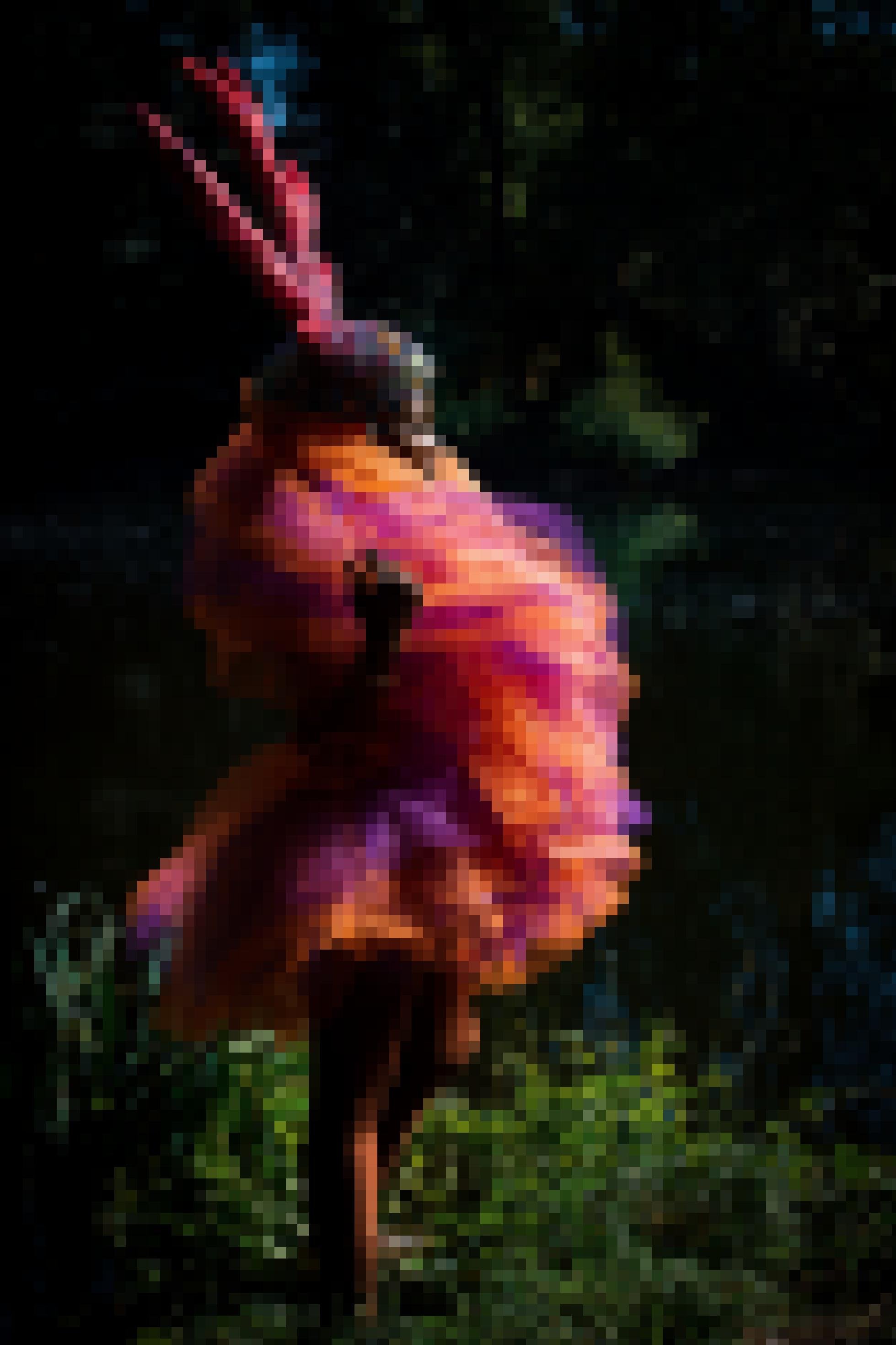 Eine Frau steht in einem prachtvollen rot-violetten Kostüm im Wald und blickt nach rechts. Hinter ihr ist es sehr dunkel, nur das Gras zu ihren Füßen zeigt ein saftvolles Grün. Sie trägt einen Helm mit einem Geweih, das rötlich schimmert.