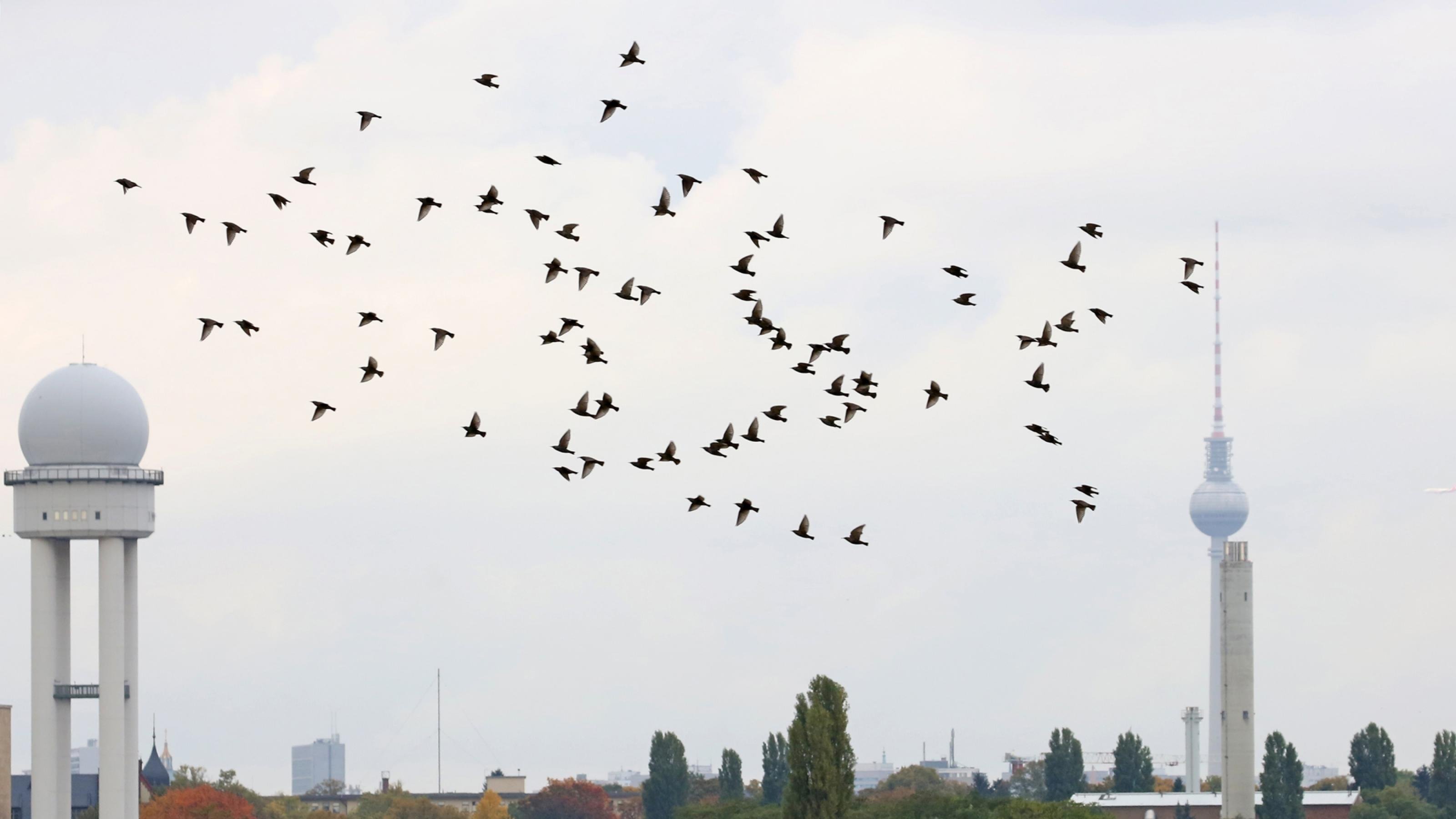 Das Bild stellt die Vögel auf dem früheren Flughafengelände dar. Im HIntergrund ist der alte Kontrolltower zu sehen, zudem der Berliner Fernsehturm.
