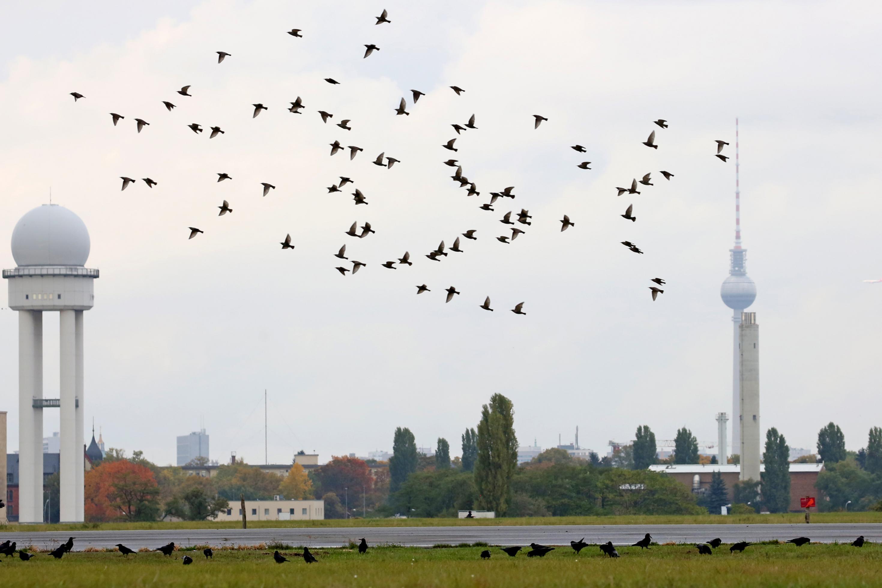 Viele Saatkrähen fliegen über Berlin.