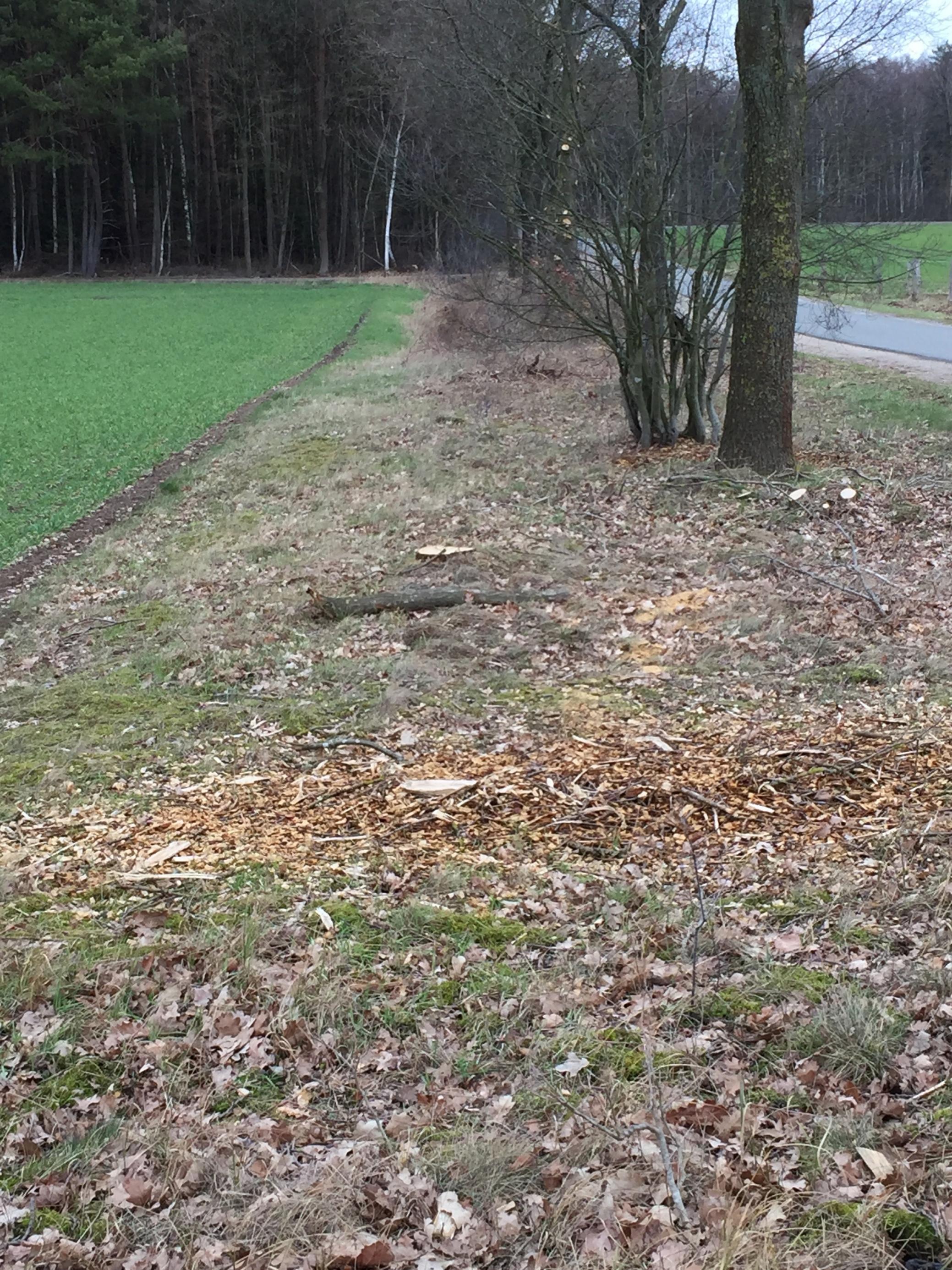 Der Randstreifen neben einer Nebenstraße: bis auf einzelne Bäume ratzekahl abgemäht, mehrere Gehölze bodennah abgesägt.