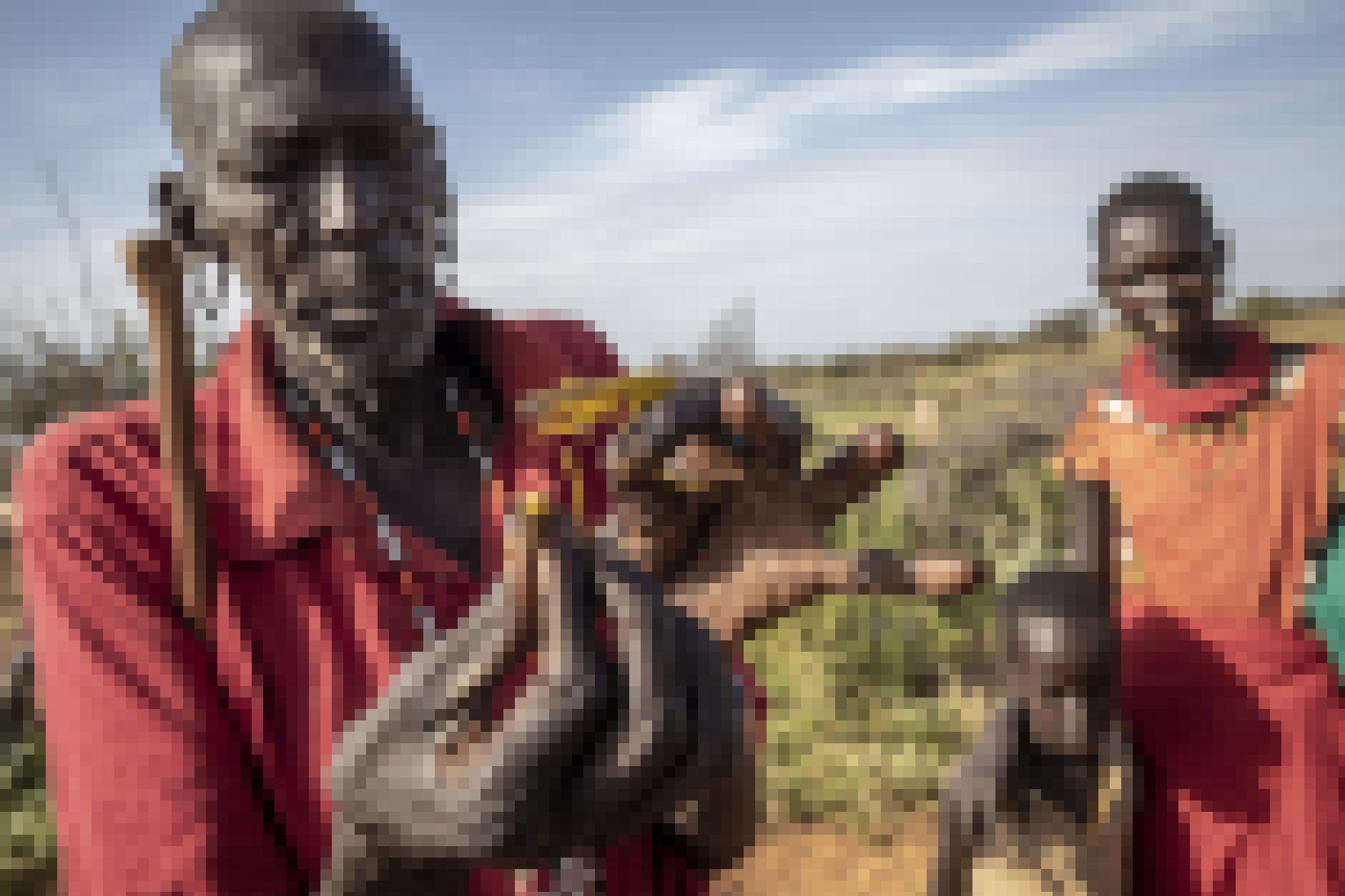 Viehzüchter aus dem Volk der Samburu in Kenia zeigen Wüstenheuschrecken, die sie aufgesammelt haben. Die Insekten sind gelb was anzeigt, dass sie ausgreift sind und bald ihre Eier legen.