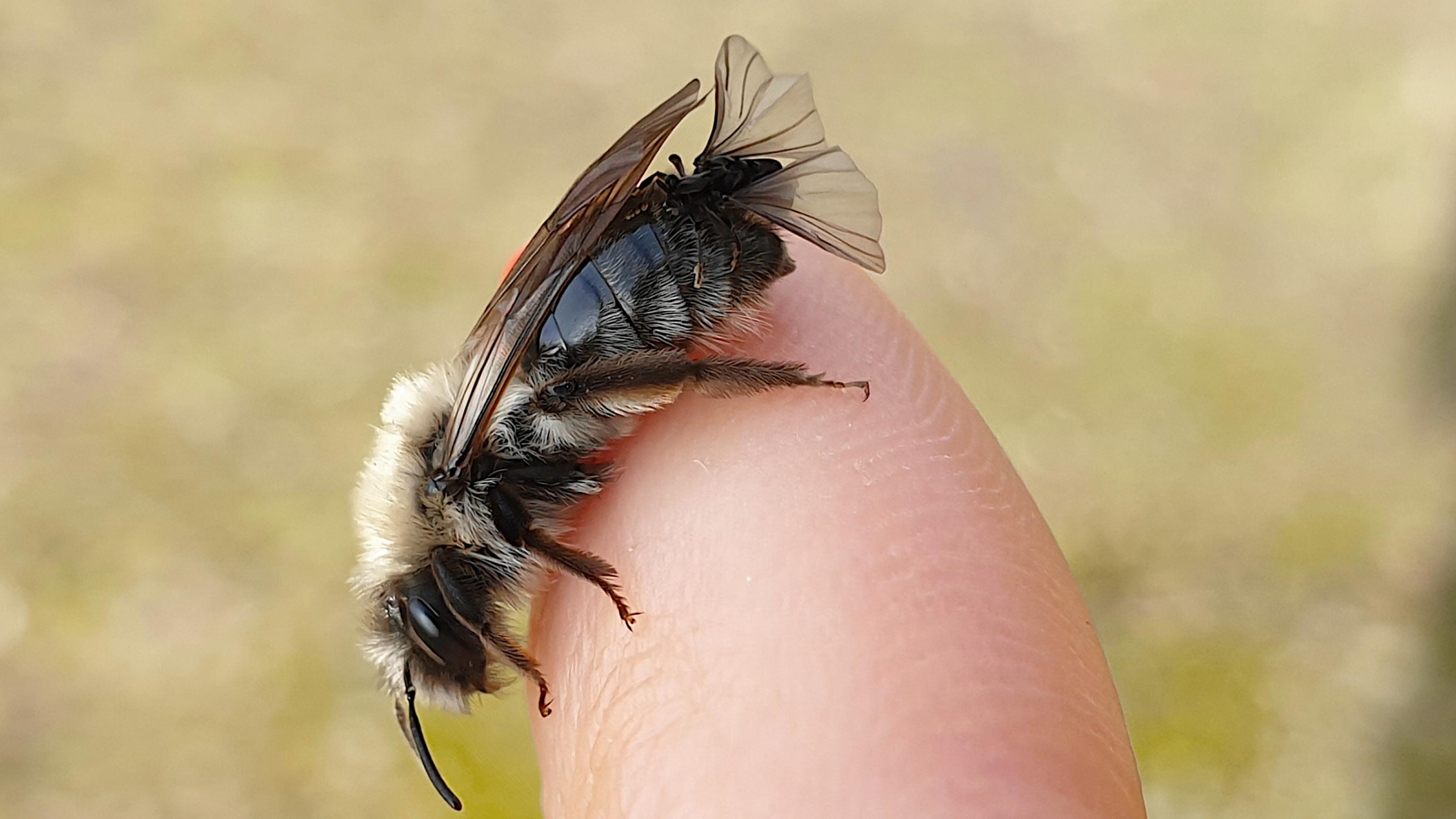 Auf dem Finger einer Person sitzt eine hellbraun-schwarze Biene. An deren Hinterleib sitzt ein Fliegen-artiges, schwarzes Insekt.