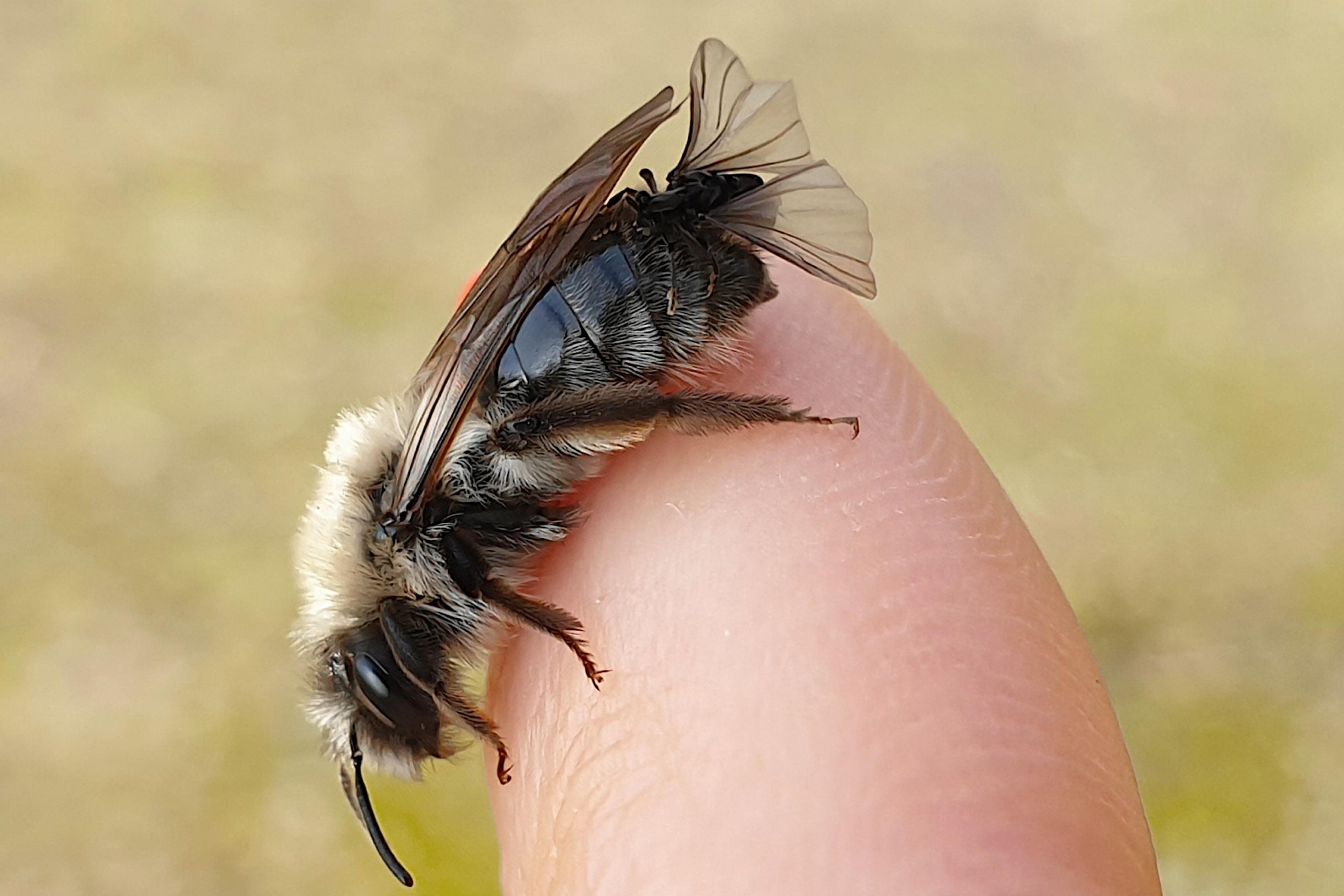 Auf dem Finger einer Person sitzt eine hellbraun-schwarze Biene. An deren Hinterleib sitzt ein Fliegen-artiges, schwarzes Insekt.