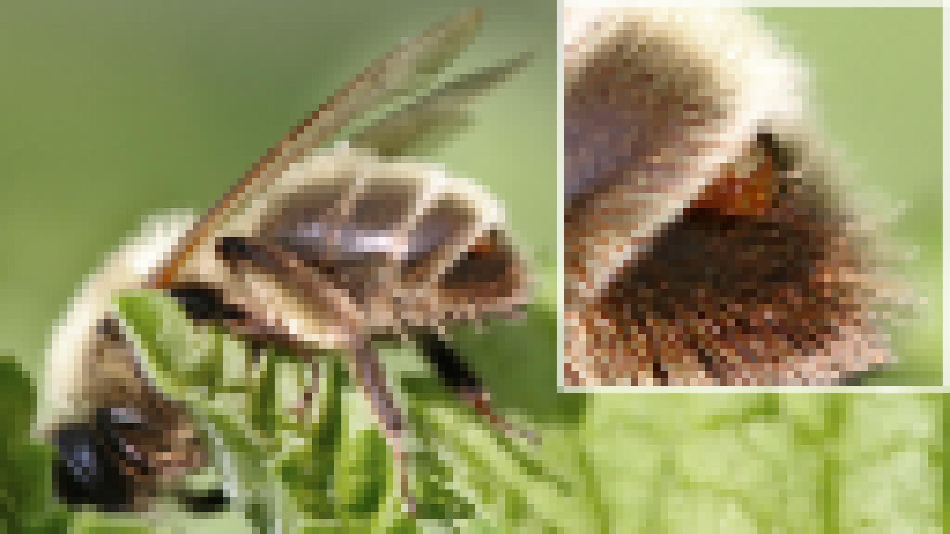 Hellbraun-braun gezeichnete Wildbiene auf einem grünen Blatt. An dessen Hinterleib ragt rötlich-braun ein Parasit heraus.