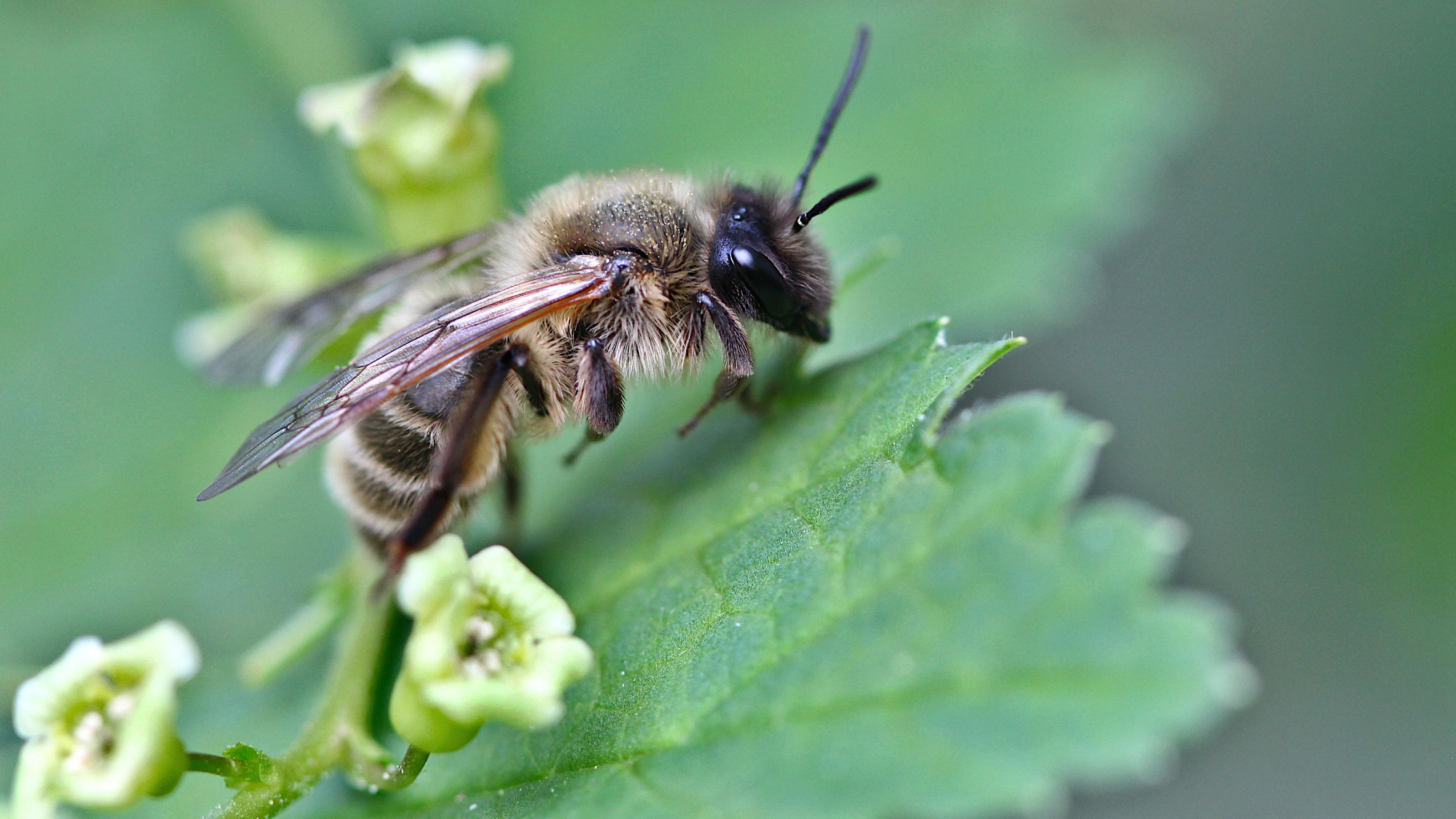 Eine hellbraun-dunkelbraun gezeichnete Wildbiene mit schwarzen Augen hockt zwischen unscheinbaren Blüten auf einem grünen Blatt.