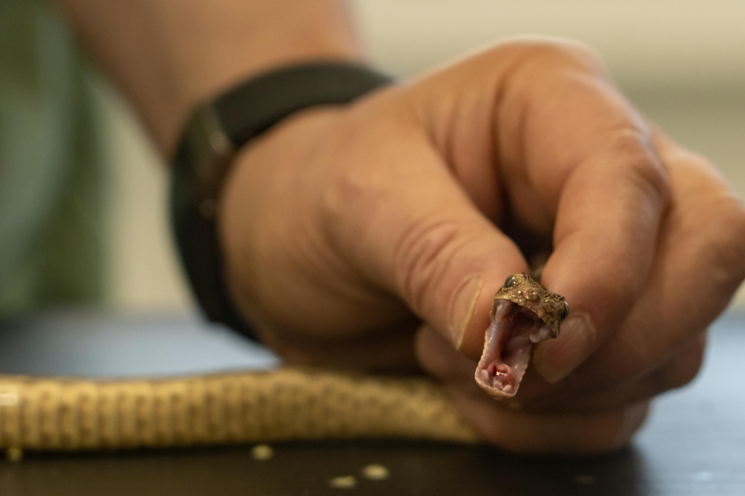 eine kleine braune Schlange blickt mit weit aufgerissenem Maul in die Kamera. Eine Hand hält ihren Kopf fest.