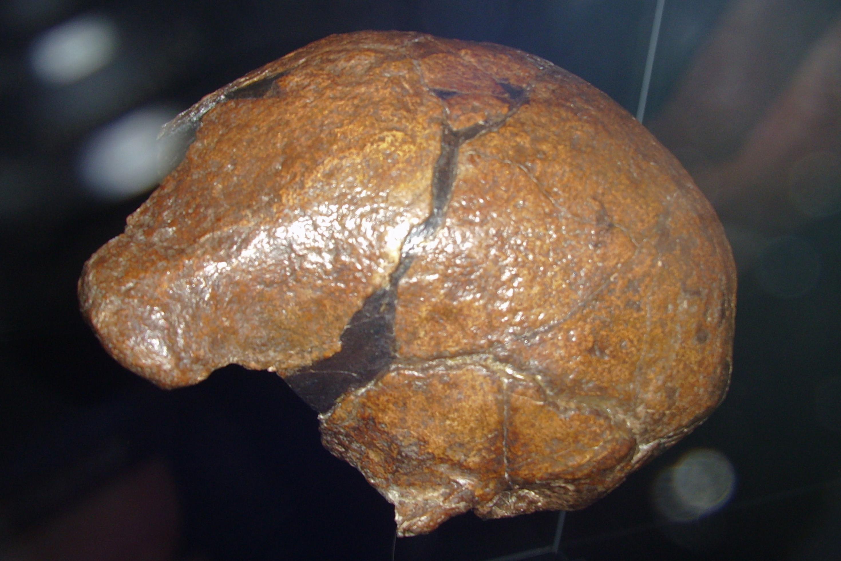 Das Foto zeigt vor schwarzem Hintergrund den oberen Teil eines fossilen menschlichen Schädels in bräunlichen Farbtönen. Auch wenn er nur teilweise erhalten ist, lässt sich links am Schädel der starke Überaugenwulst gut zu erkennen.