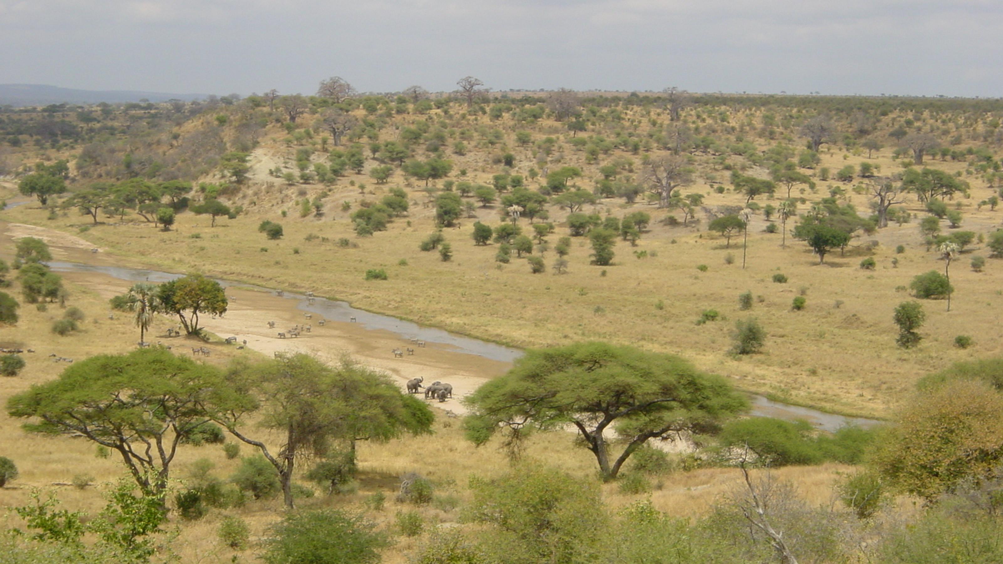Die afrikanische Savanne ist eine Mischung aus offenem Grasland und vereinzelten Bäumen oder Baumgruppen. In einer ähnlichen Landschaft lebten einst die Nussknackermenschen