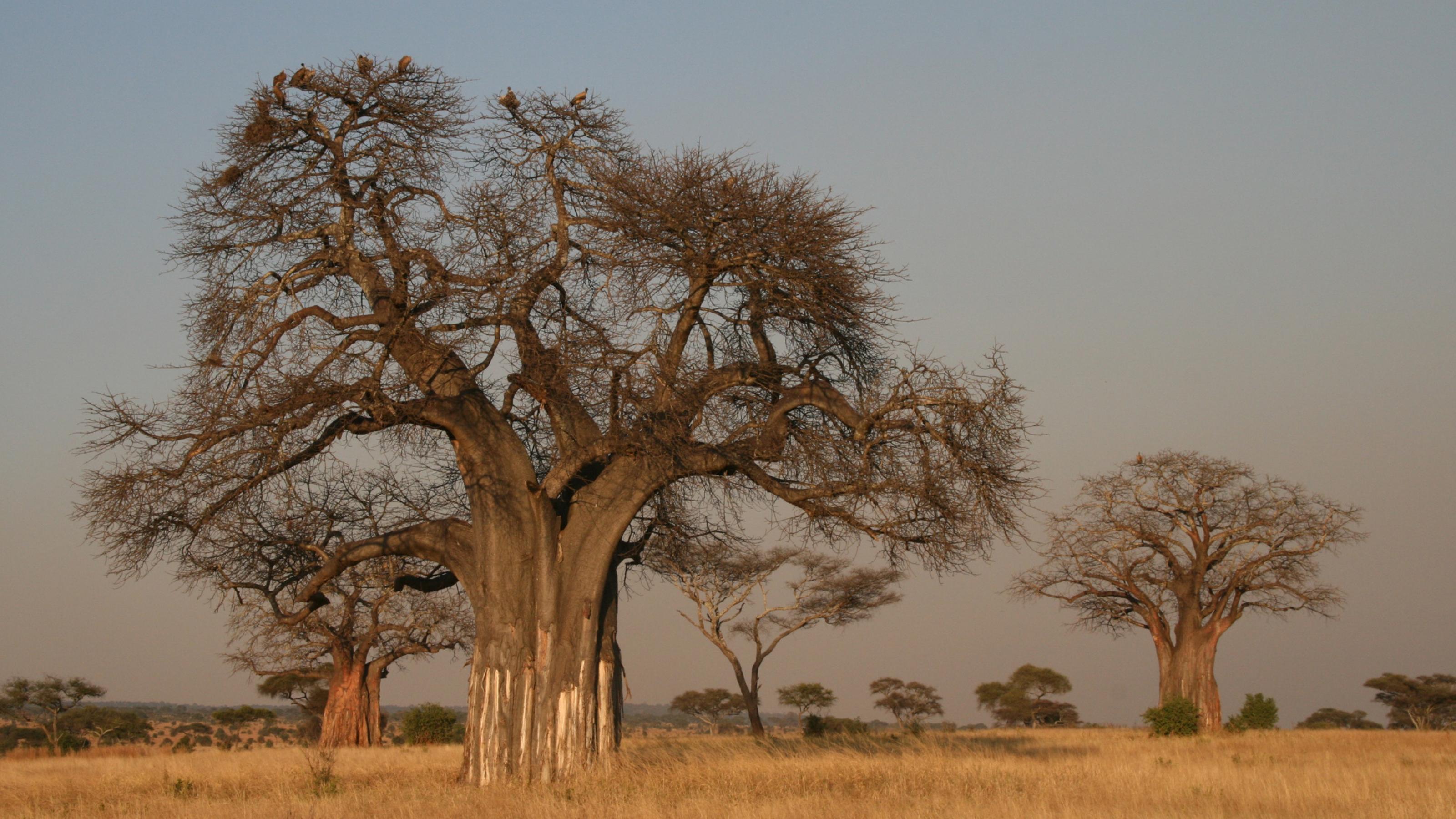 Das Foto zeigt die mächtigen Baobab-Bäume – auch Affenbrotbäume genannt – in der trockenen Savanne des Tarangire-Nationalparks in Tansansia. In einer ähnlichen Umgebung lebte vor gut zwei Millionen Jahre die Vormenschen-Art Australopithecus.