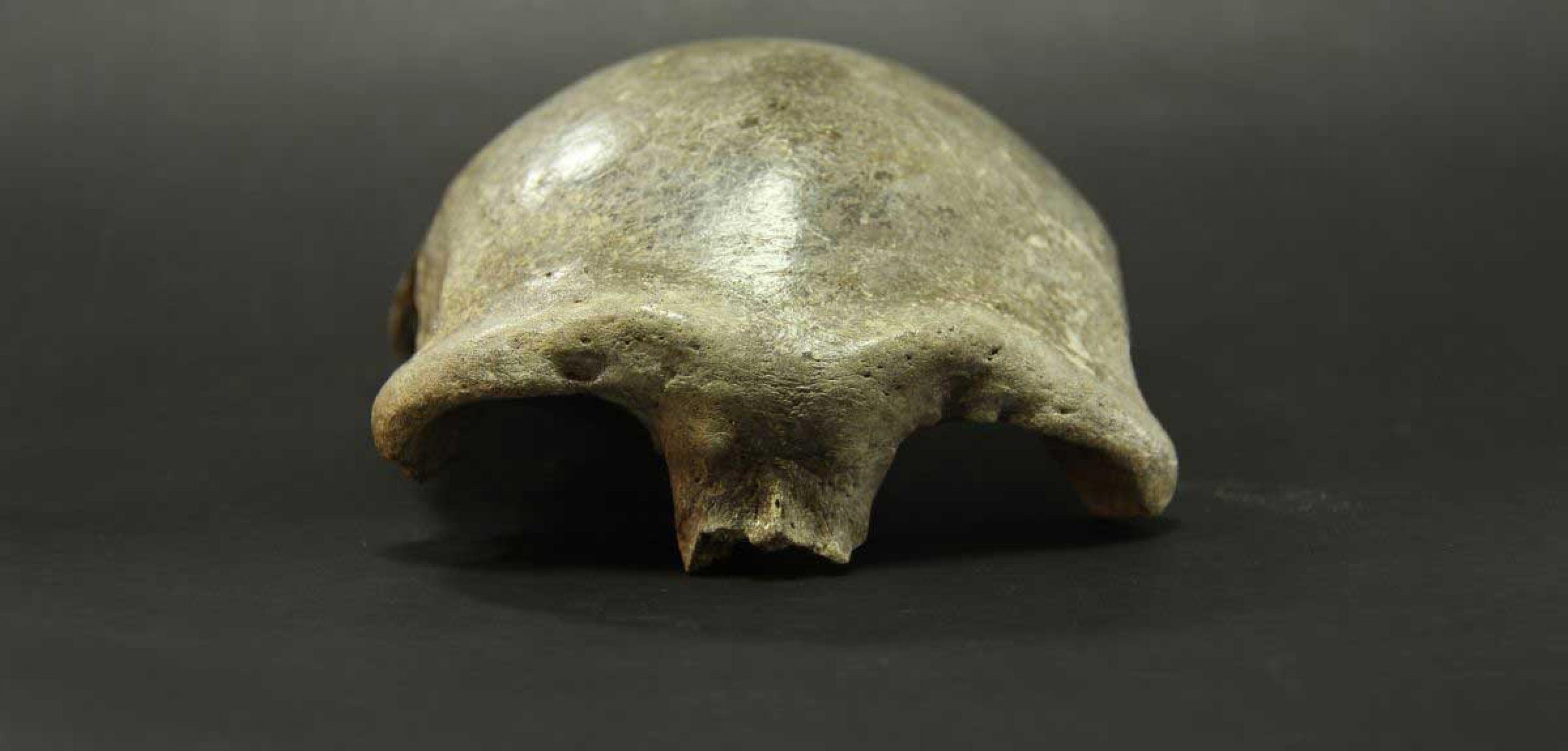 Das Foto zeigt die von vorne gesehene fossile Schädeldecke eines Menschen mit recht kräftigen Augenwülsten. Sie gehörte einst einer Homo-sapiens-Frau, deren Erbgut Anteile von Denisova-Urmenschen enthielt.