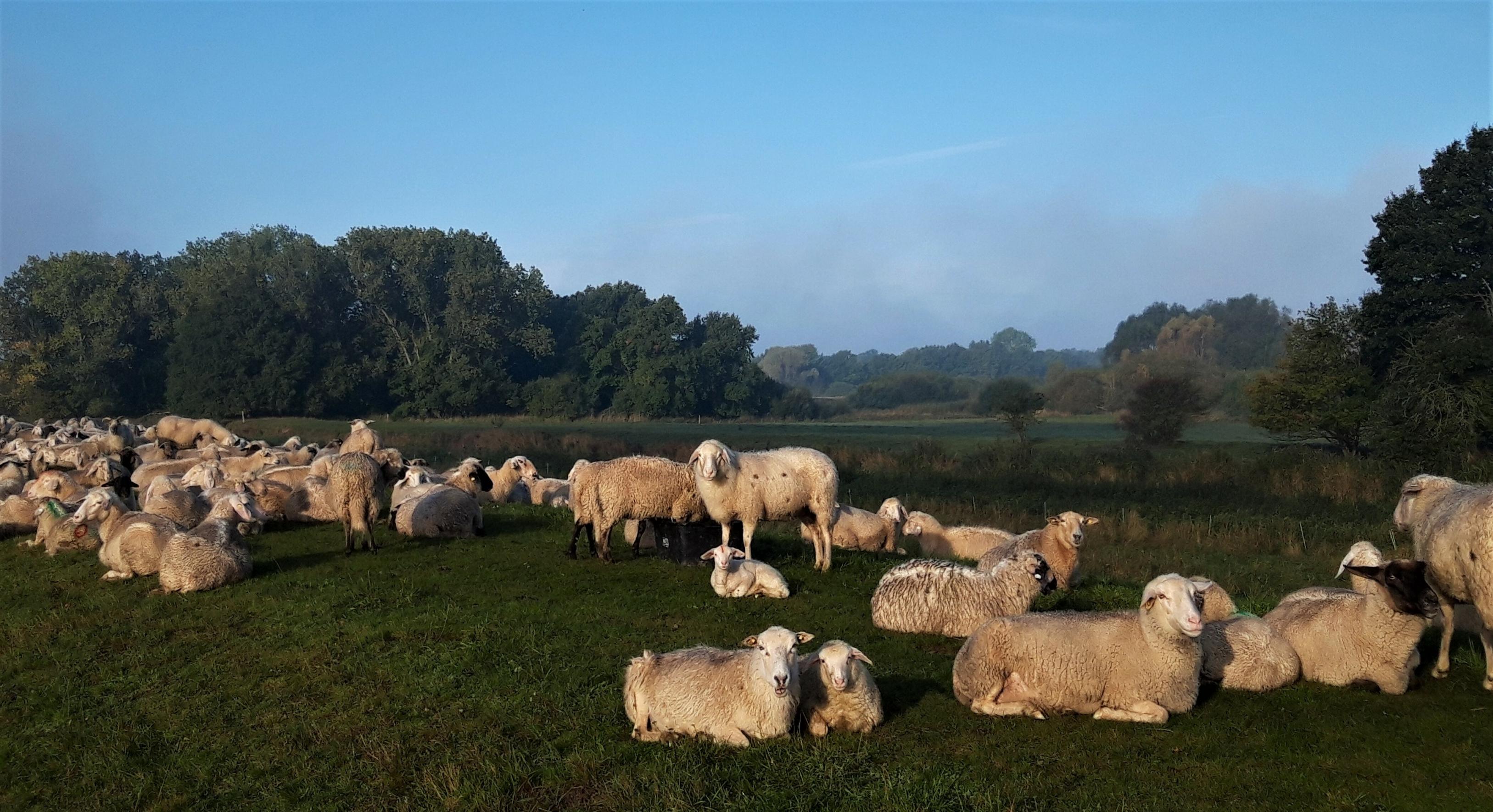 Einige Dutzend Schafe stehen oder liegen an einem Wiesenhang, der die Südseite eines Deichs bildet.
