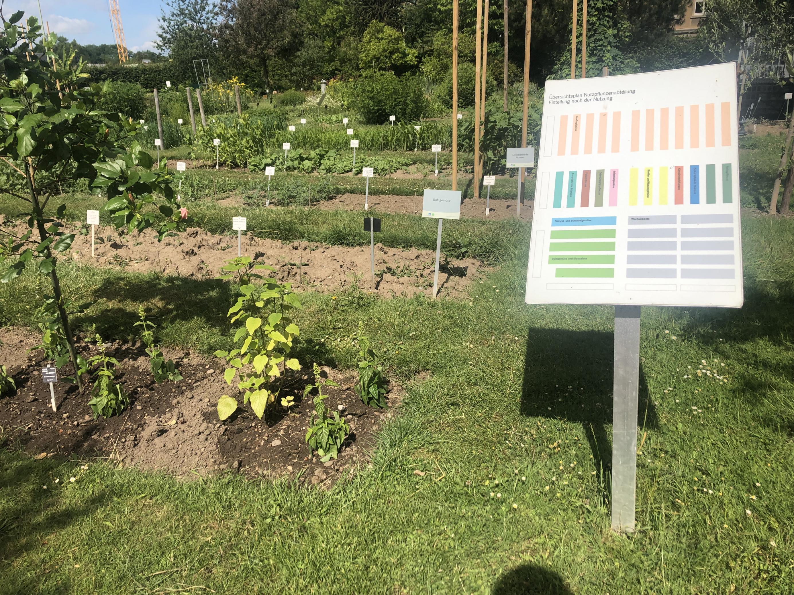 Die Schaubeete im Nutzpflanzengarten zeigen Anfang Juni deutlich mehr Leben.