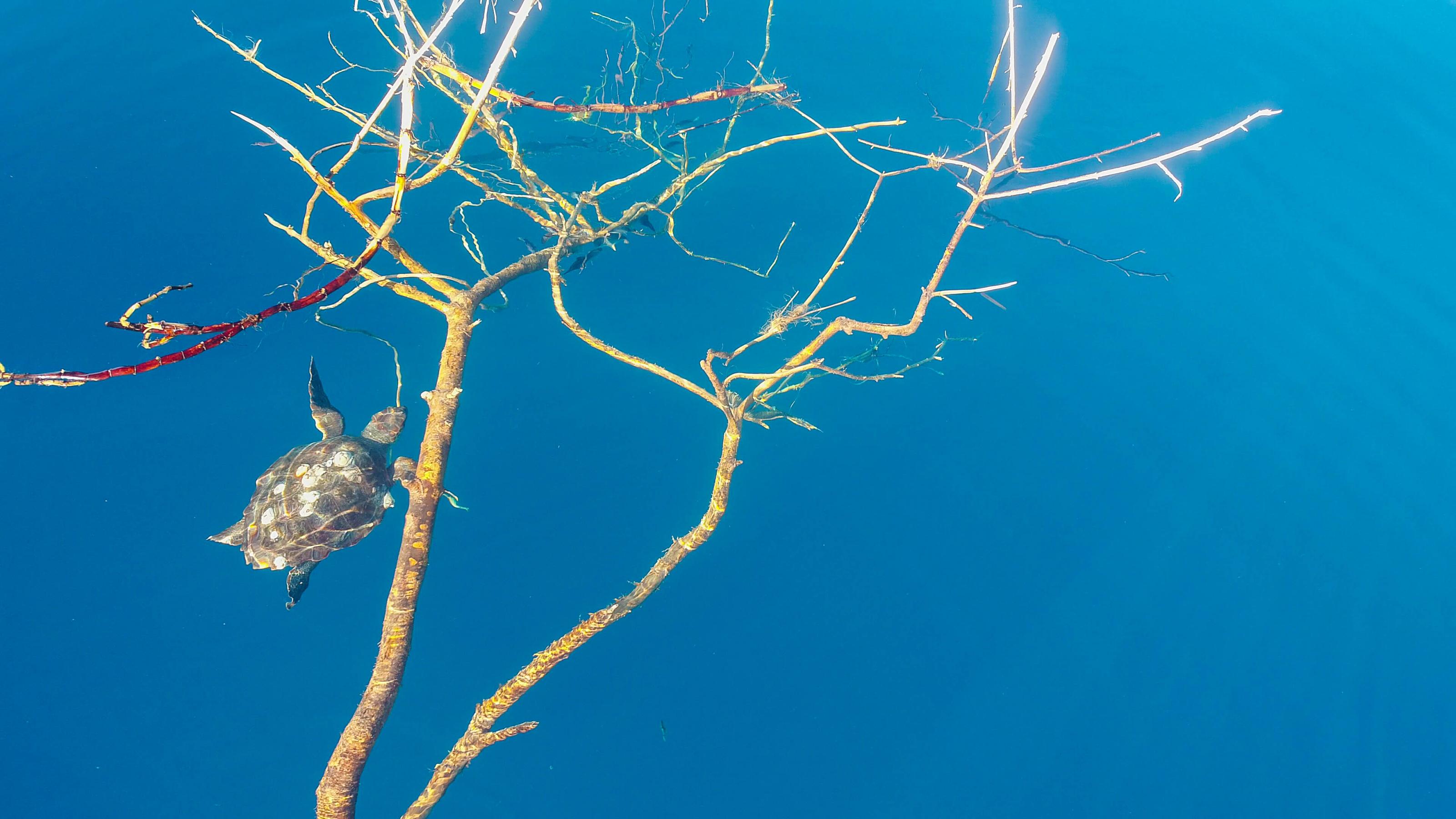 Schildkröte schwimmt im Wasser neben einem Ast