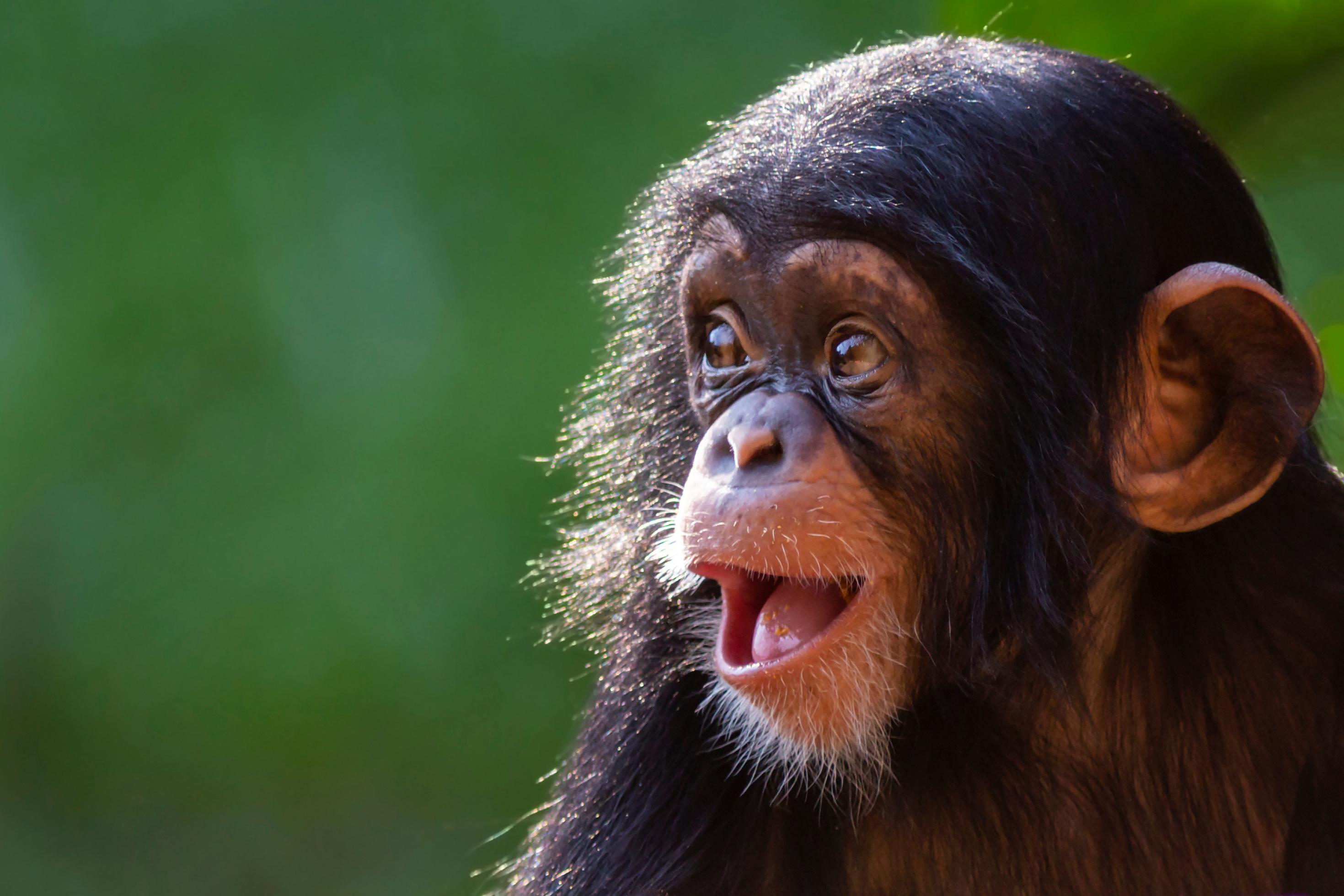 Vor grünem, unscharfem Hintergrund ist der Kopf eines Schimpansen-Kindes zu sehen. Es hat den Mund geöffnet und schaut nach links, mit einem freudig oder überrascht wirkenden Gesichtsausdruck.
