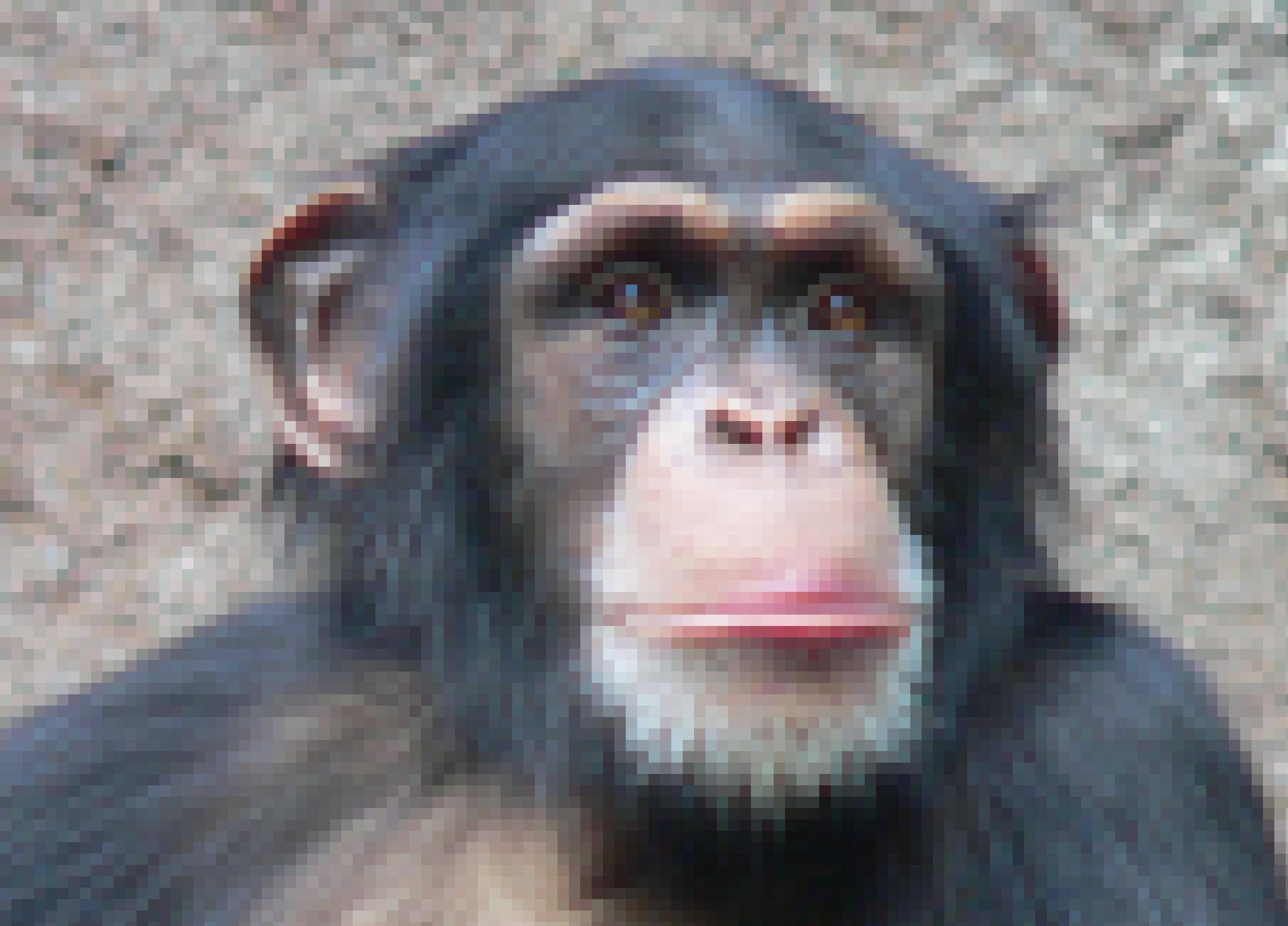 Hier ist der Kopf eines Schimpansen aus dem Zoo Leipzig zu sehen. Diese Affen sind die nächsten Verwandten des Menschen und sie verwenden bereits einfache Werkzeuge.Mit Steinen knacken sie etwa Nüsse oder mit Stöcken sammeln sie Ameisen. Wissenschaftler halten es daher für möglich, dass auch Vormenschen, deren Gehirn kaum größer war als das von Schimpansen, bereits Steinwerkzeuge nutzten.