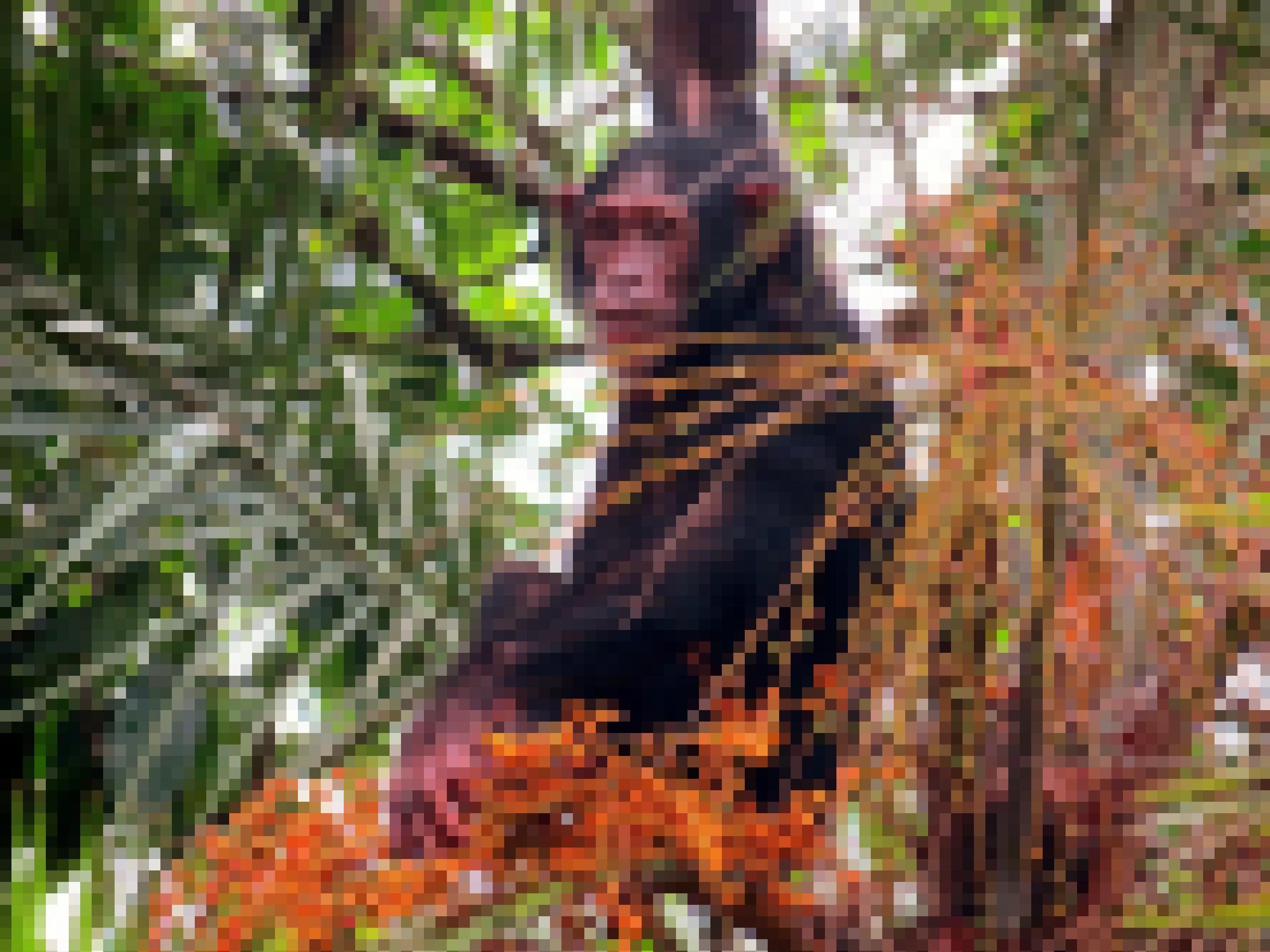 Abgebildet ist ein Schimpanse, der in einer Dattelpalme im Senegal nach Futter sucht. Der Schimpanse blickt in die Kamera, vor ihm sind Zweige der Palme mit leuchtend orange-roten Datteln zu sehen. Ein Affe kann reife Früchte besser von unreifen, wenn er Farbtöne gut unterscheiden kann. Forschende der Universität Leipzig hatten kürzlich das Farbensehen von 400 Affenarten und das Vorkommen von auffällig gefärbten Früchten analysiert – und einen Zusammenhang nachgewiesen.