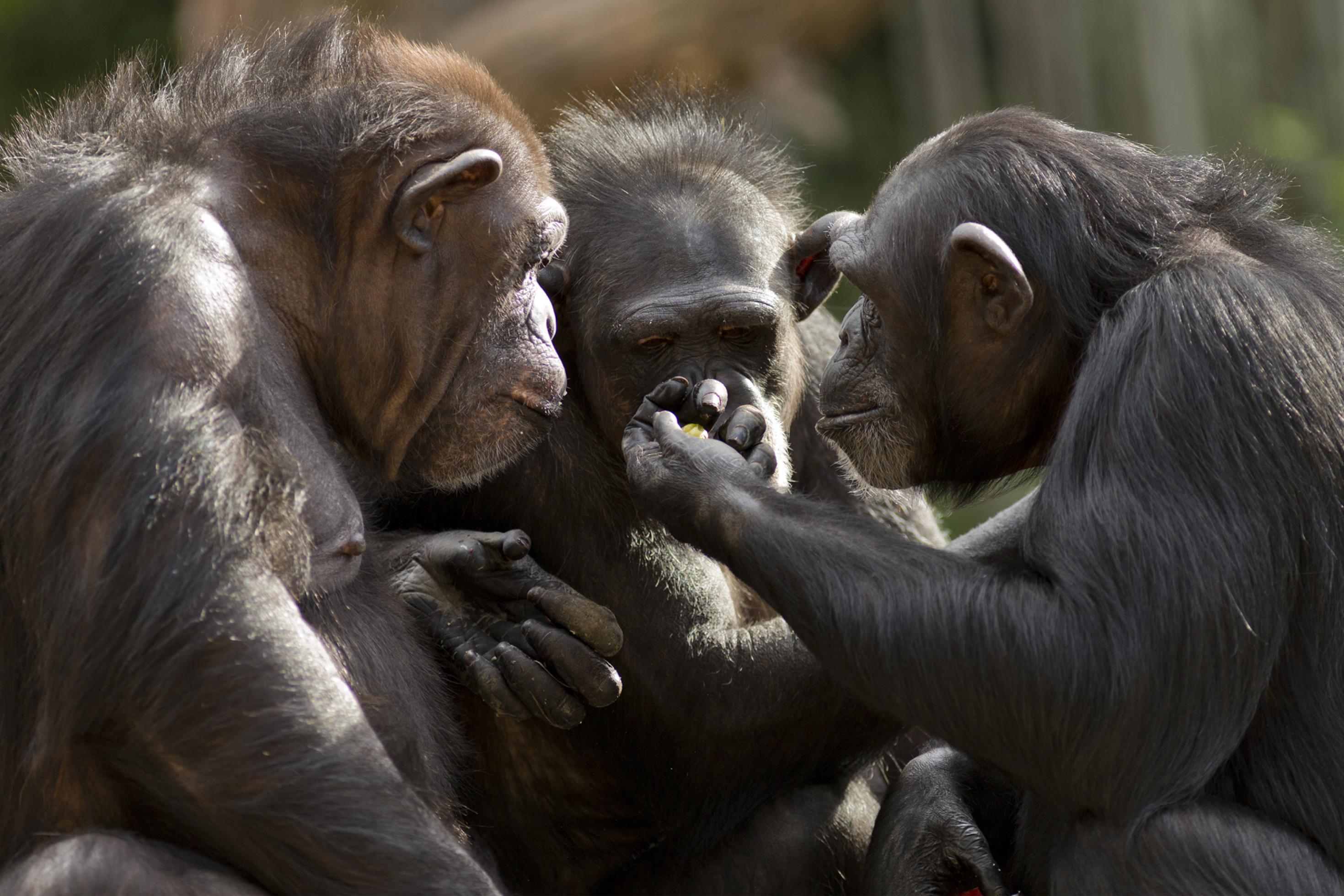 Zu sehen sind die Schultern und Köpfe von drei Schimpansen, die einander zugewandt sind und auf die erhobene, in der Mitte des Bildes zu sehende Hand des einen starren, die offenbar eine Frucht enthält. Schimpansen besitzen hochentwickelte soziale und geistige Fähigkeiten, ein großes Gehirn und Hände, die denen des Menschen sehr ähnlich sind. Vor vielen Jahrmillionen wurden die Affen zum Ausgangspunkt für die Evolution des Homo sapiens.