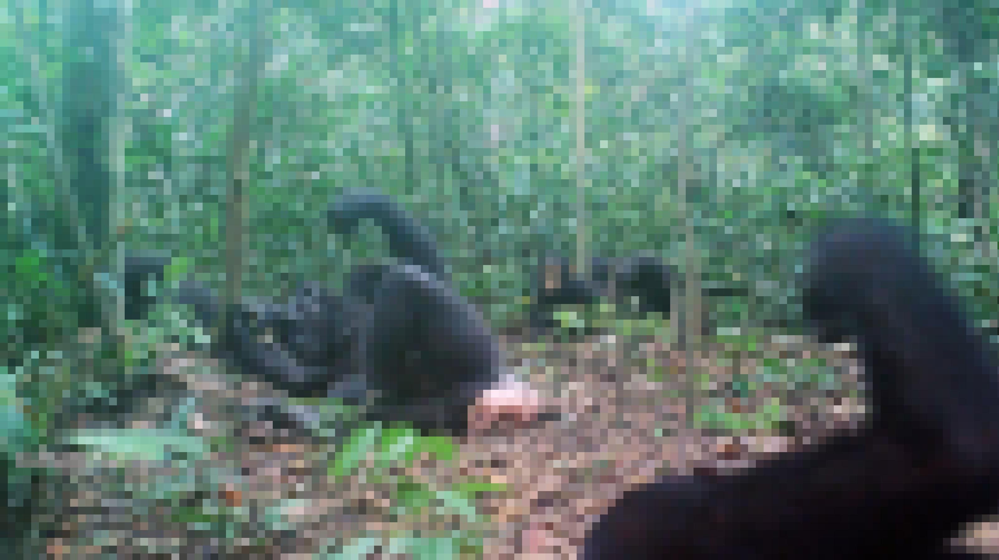 Ein Blick in den Urwald im Schutzgebiet Wonga Wongue in Gabun. Auf dem von abgefallenen Blättern bedeckten Boden liegt ein großes Schimpansen-Weibchen auf der Seite und fischt nach Termiten. Überwiegend dünne Baumstämmchen und grünes Blattwerk ragen dazwischen in die Höhe. Mehrere weitere Schimpansen sind am Rand und im Hintergrund zu sehen. Ein junger Schimpanse schaut aufmerksam auf das Weibchen, als wolle er sich die Art und Weise des Termiten-Angelns abschauen und einprägen. So werden Traditionen bei den Affen wahrscheinlich weitergegeben.